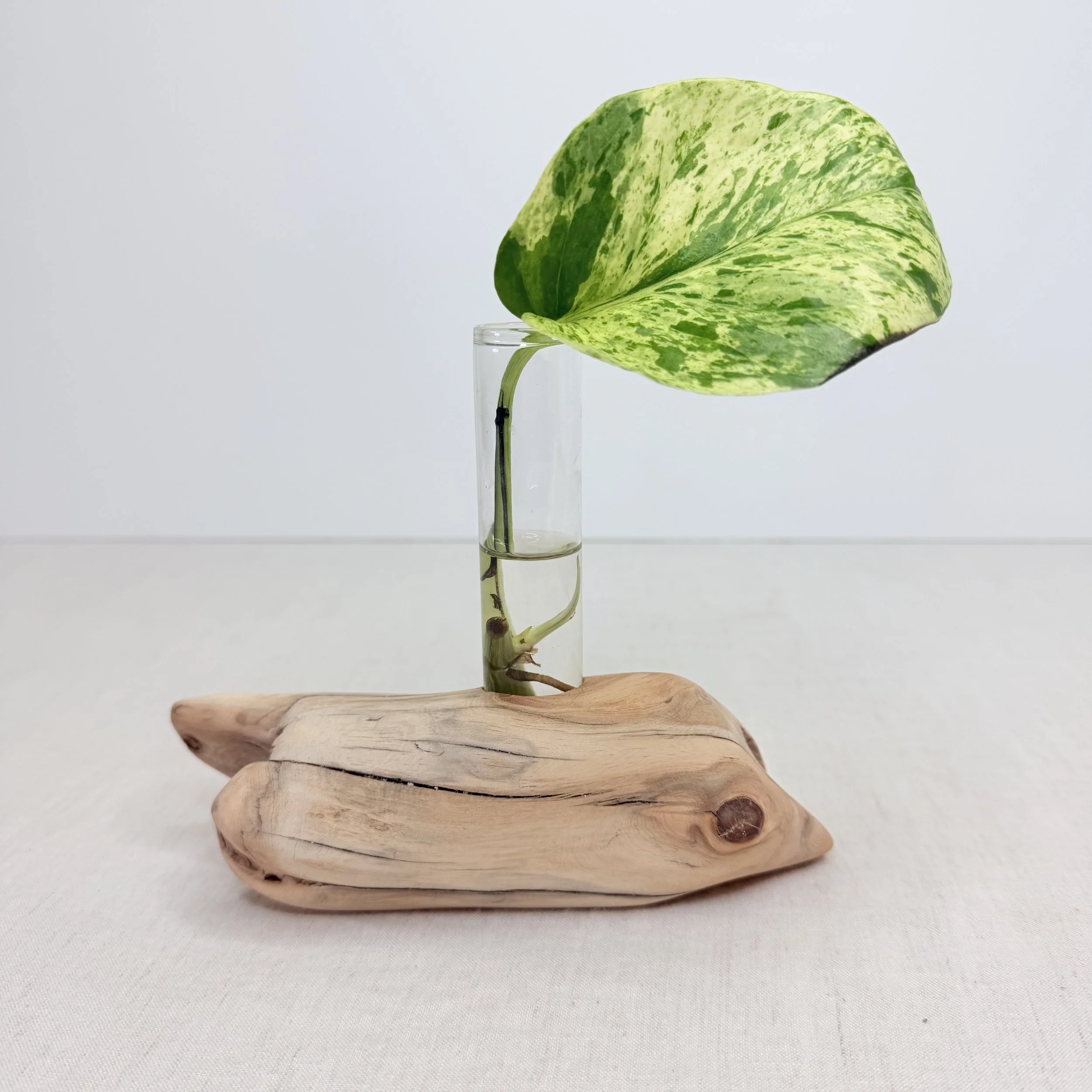 Single-Tube Tabletop Driftwood Propagation Station + Bud Vase