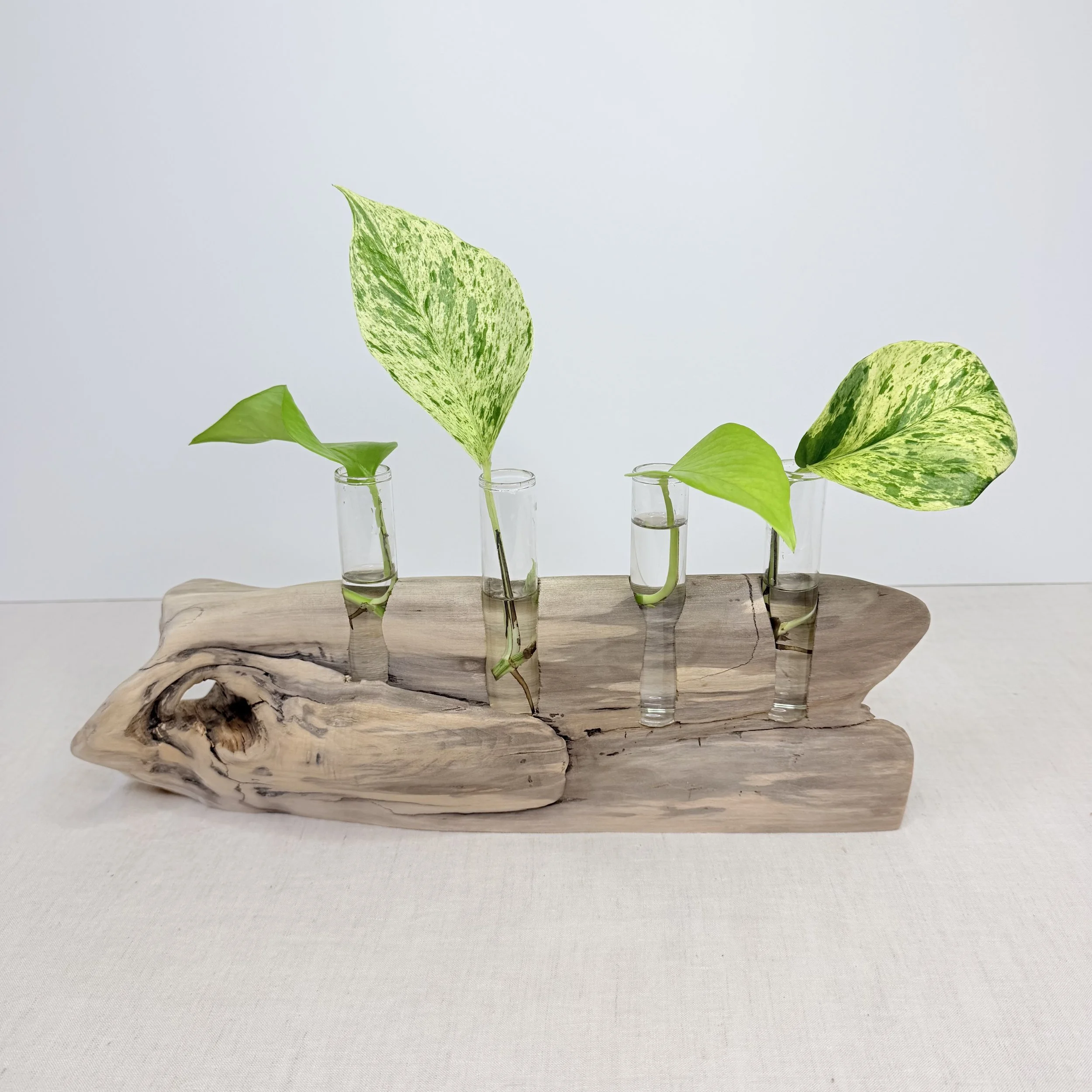 Four-Tube Tabletop Driftwood Propagation Station + Bud Vase
