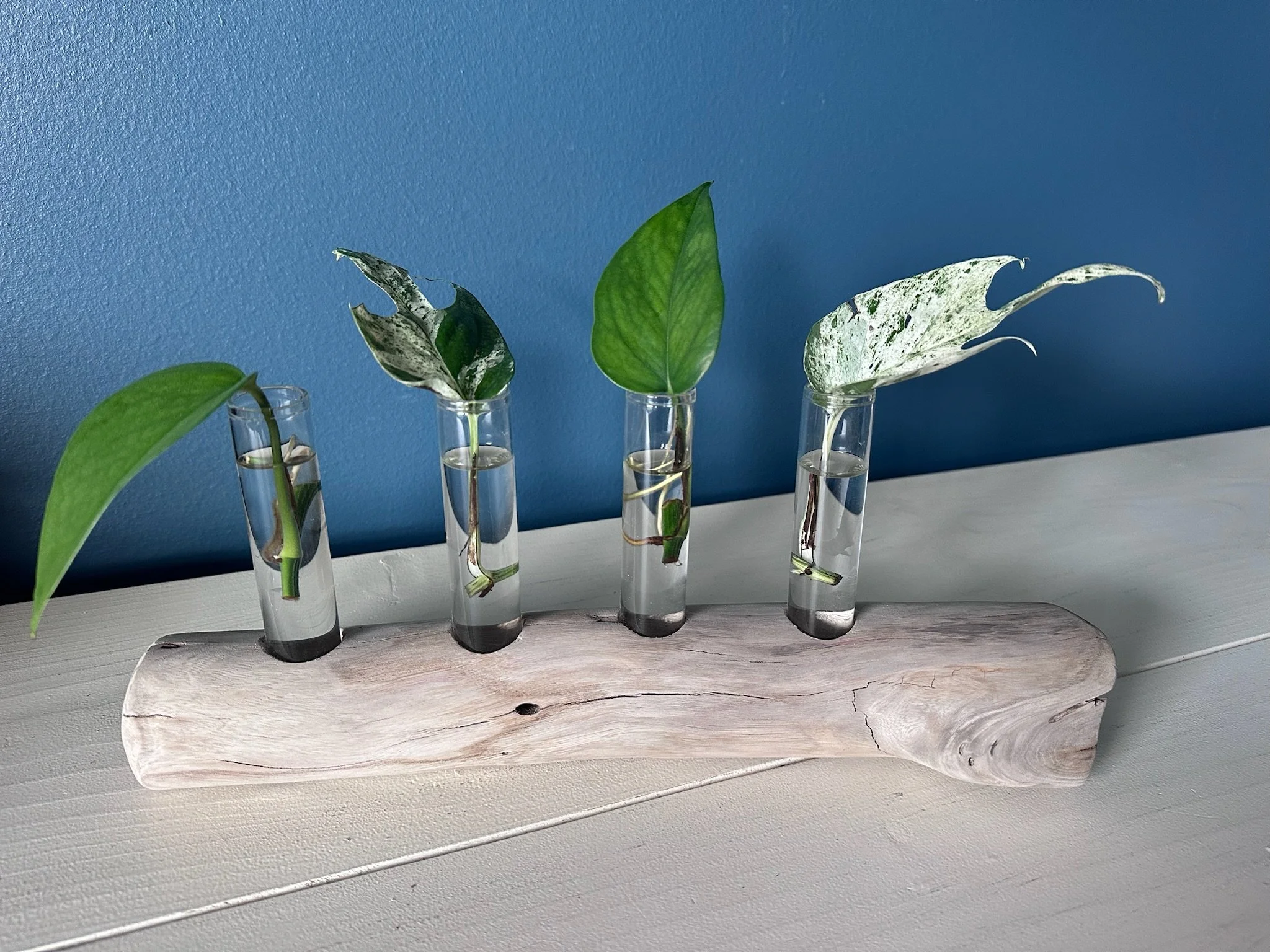 Four-Tube Driftwood Propagation Station + Bud Vase