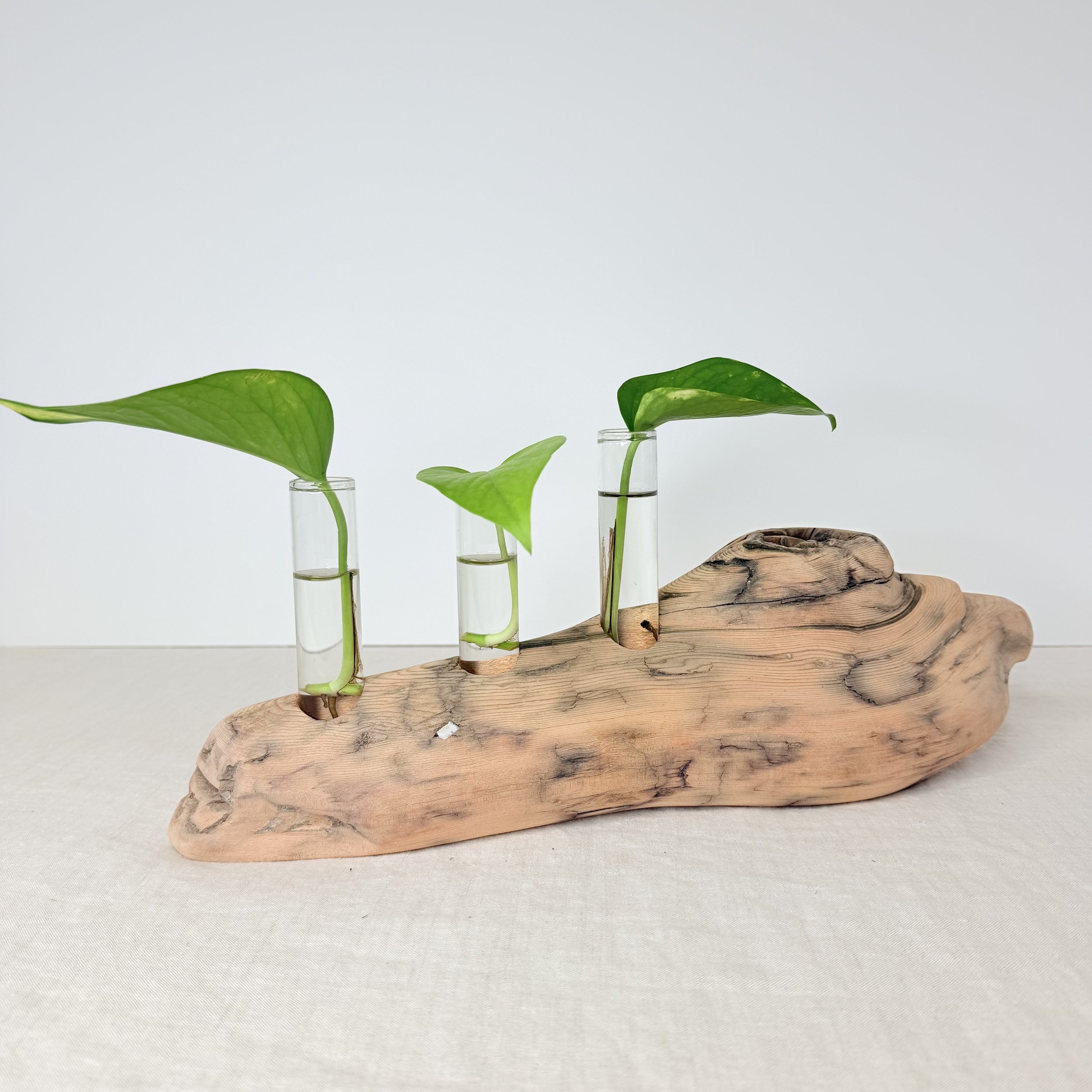 Three-Tube Tabletop Driftwood Propagation Station + Bud Vase