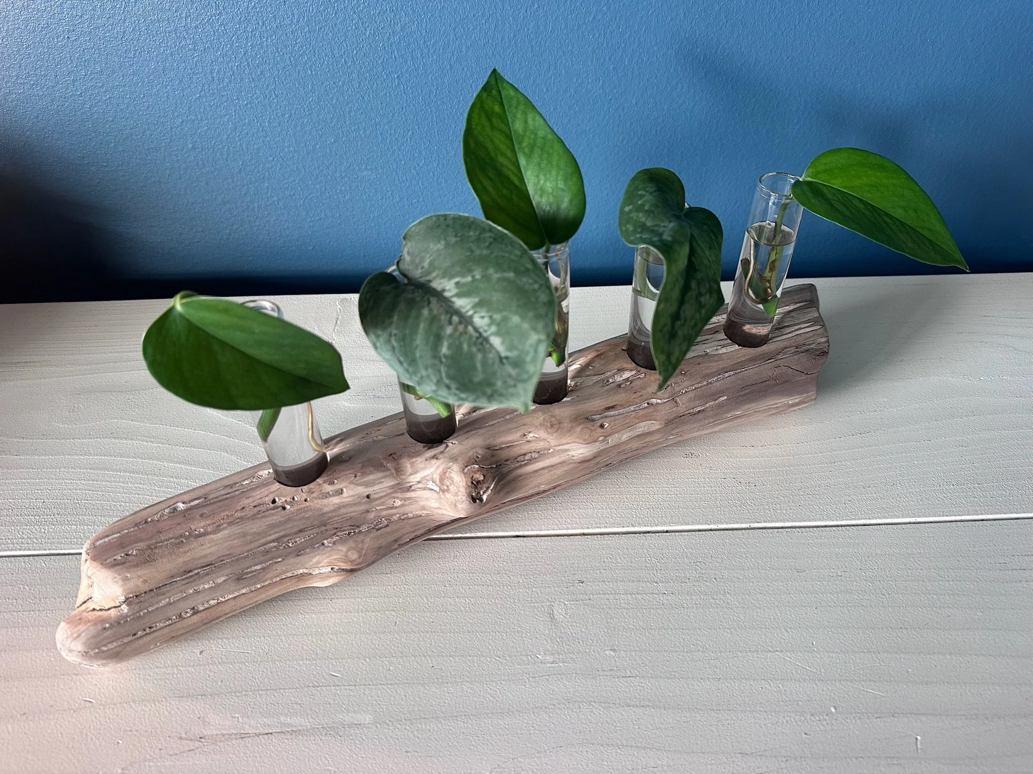 Five-Tube Driftwood Propagation Station + Bud Vase