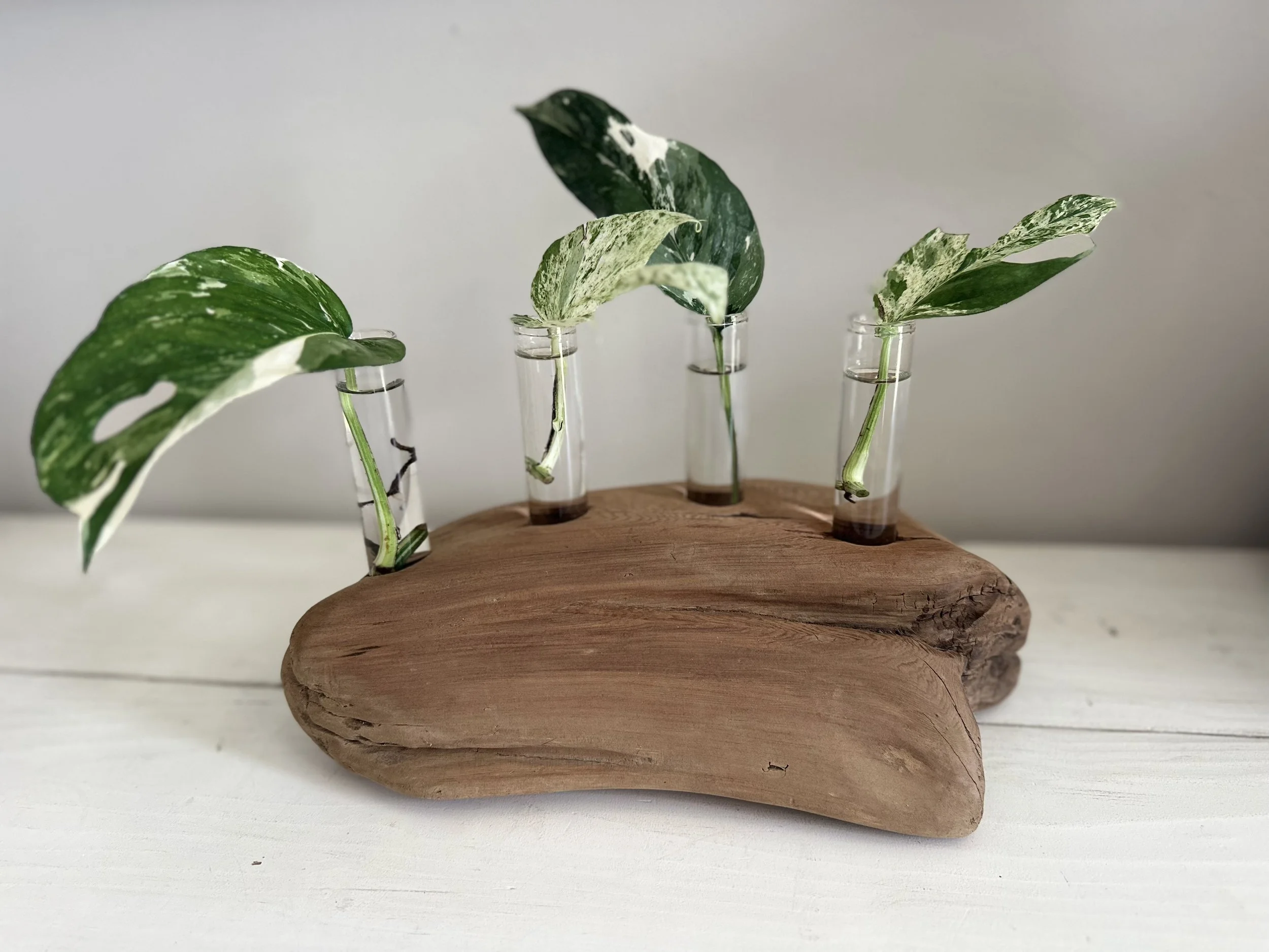 Four-Tube Driftwood Propagation Station + Bud Vase