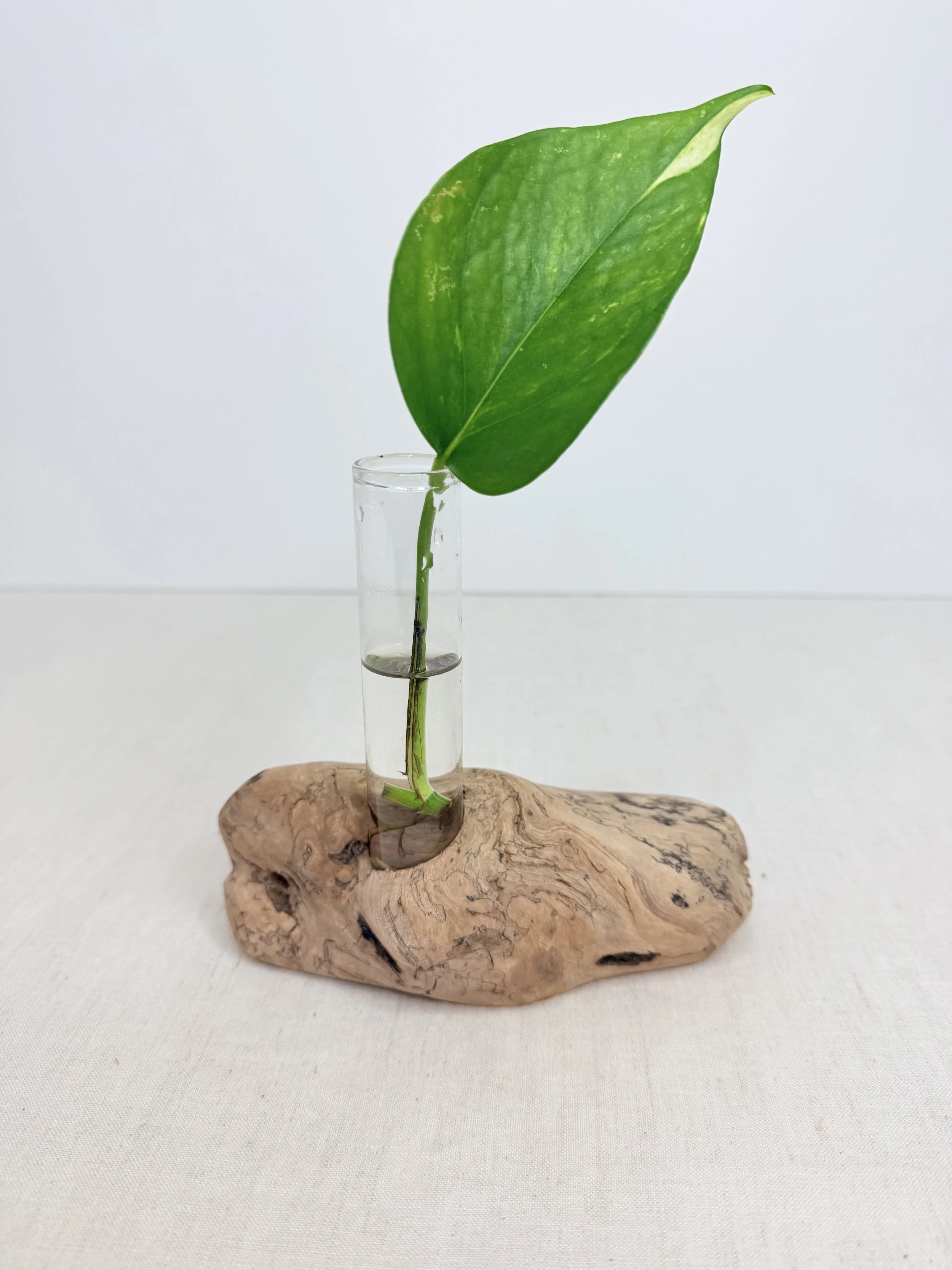 Single-Tube Tabletop Driftwood Propagation Station + Bud Vase
