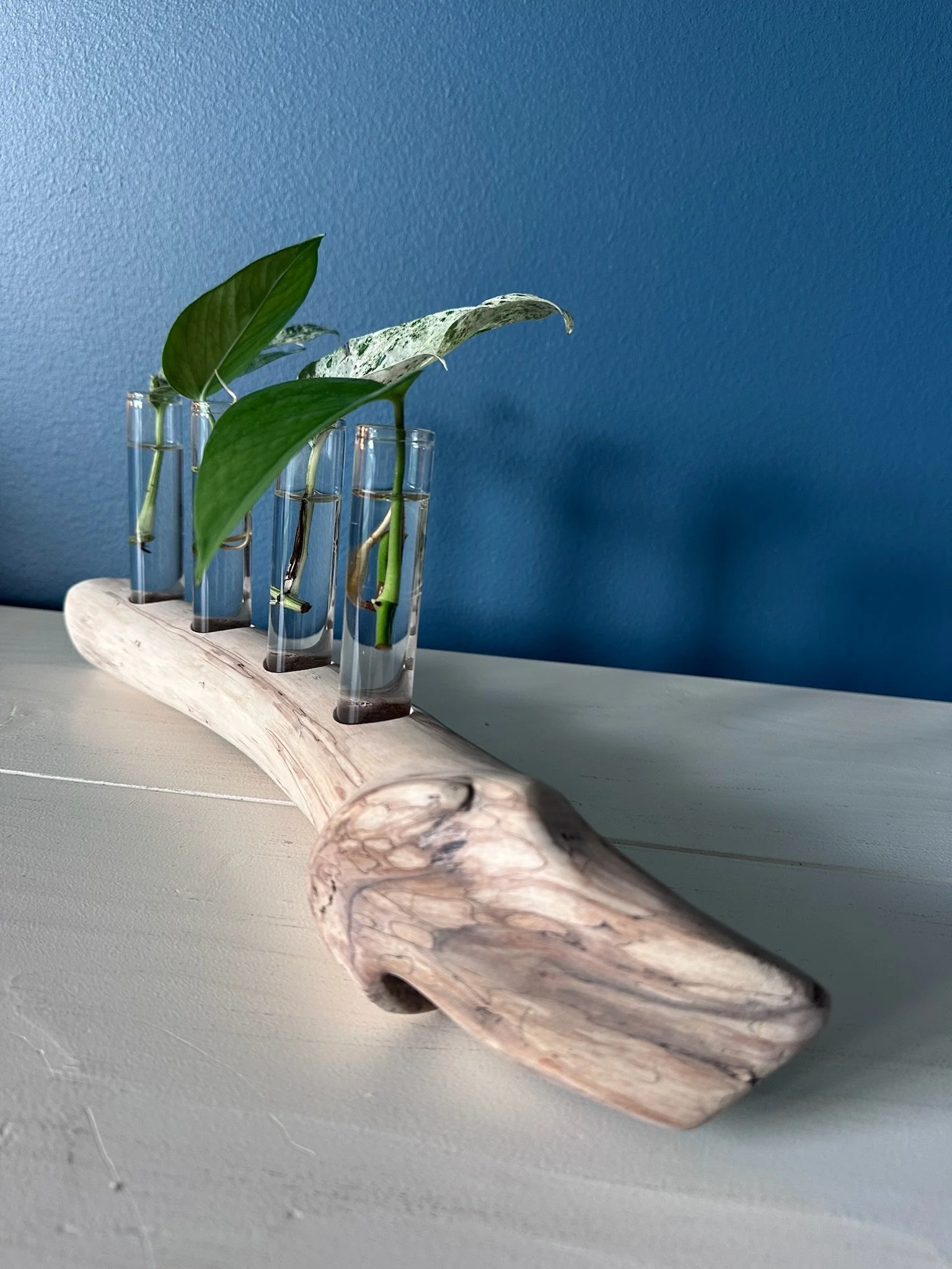 Five-Tube Driftwood Propagation Station + Bud Vase
