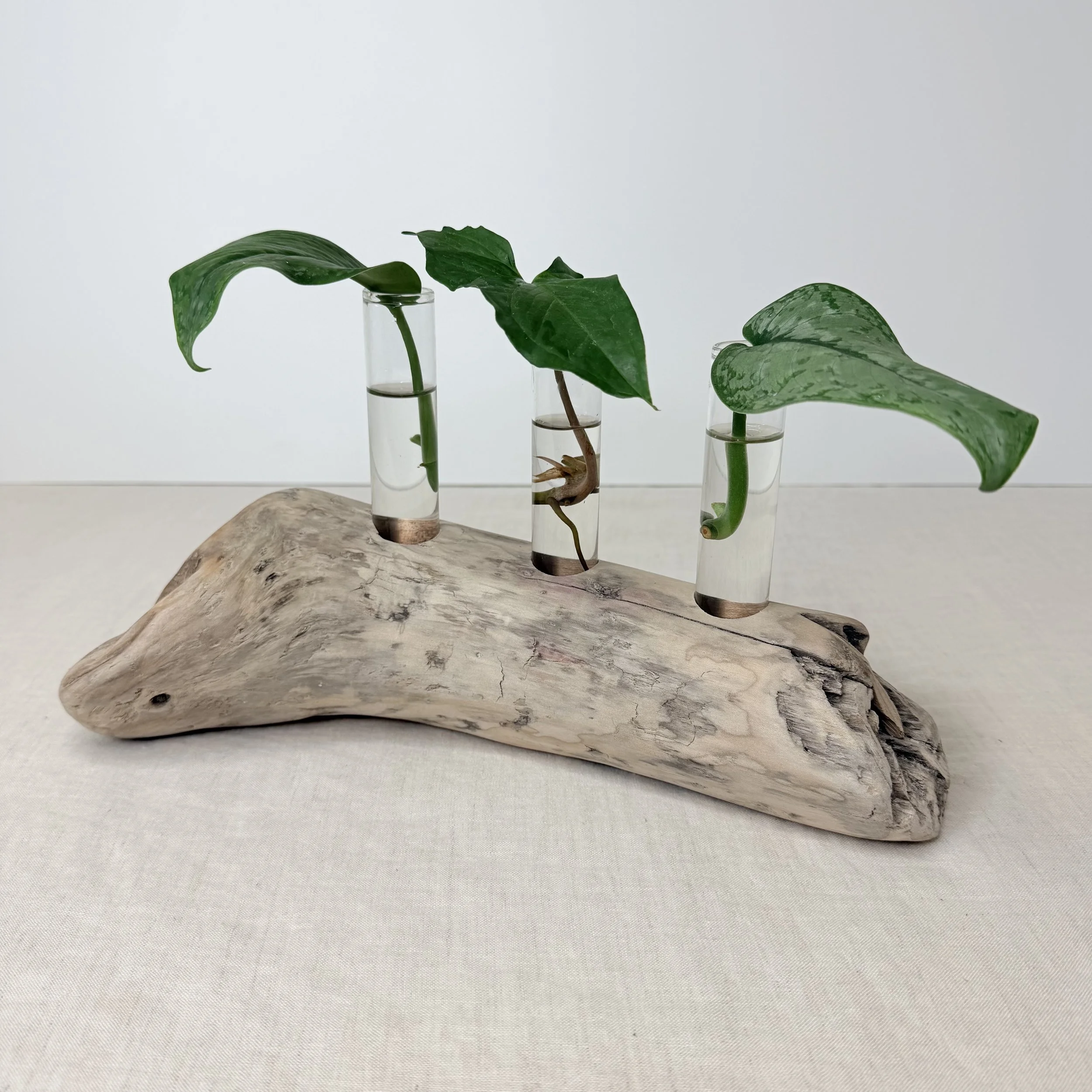 Three-Tube Tabletop Driftwood Propagation Station + Bud Vase
