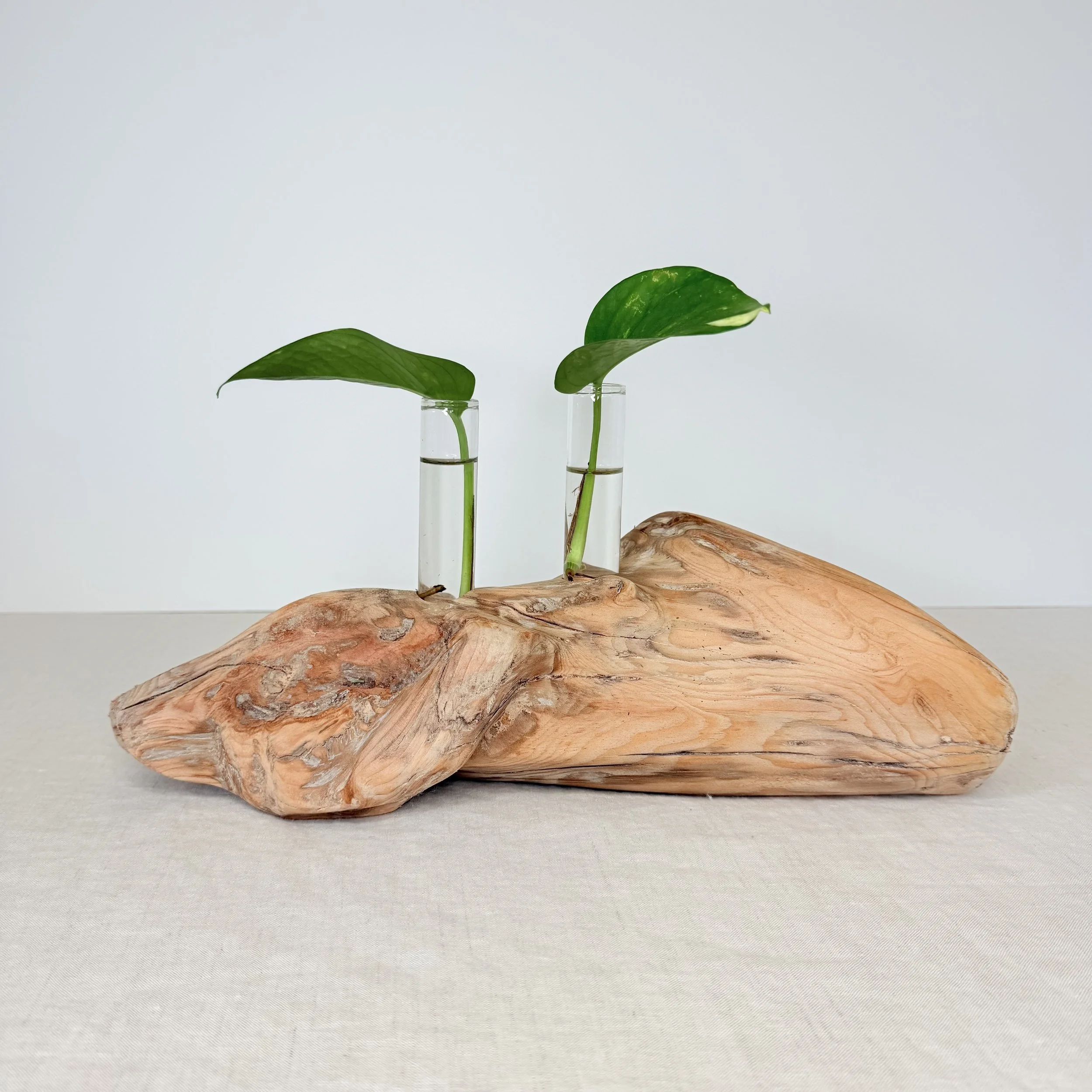 Two-Tube Driftwood Propagation Station + Bud Vase