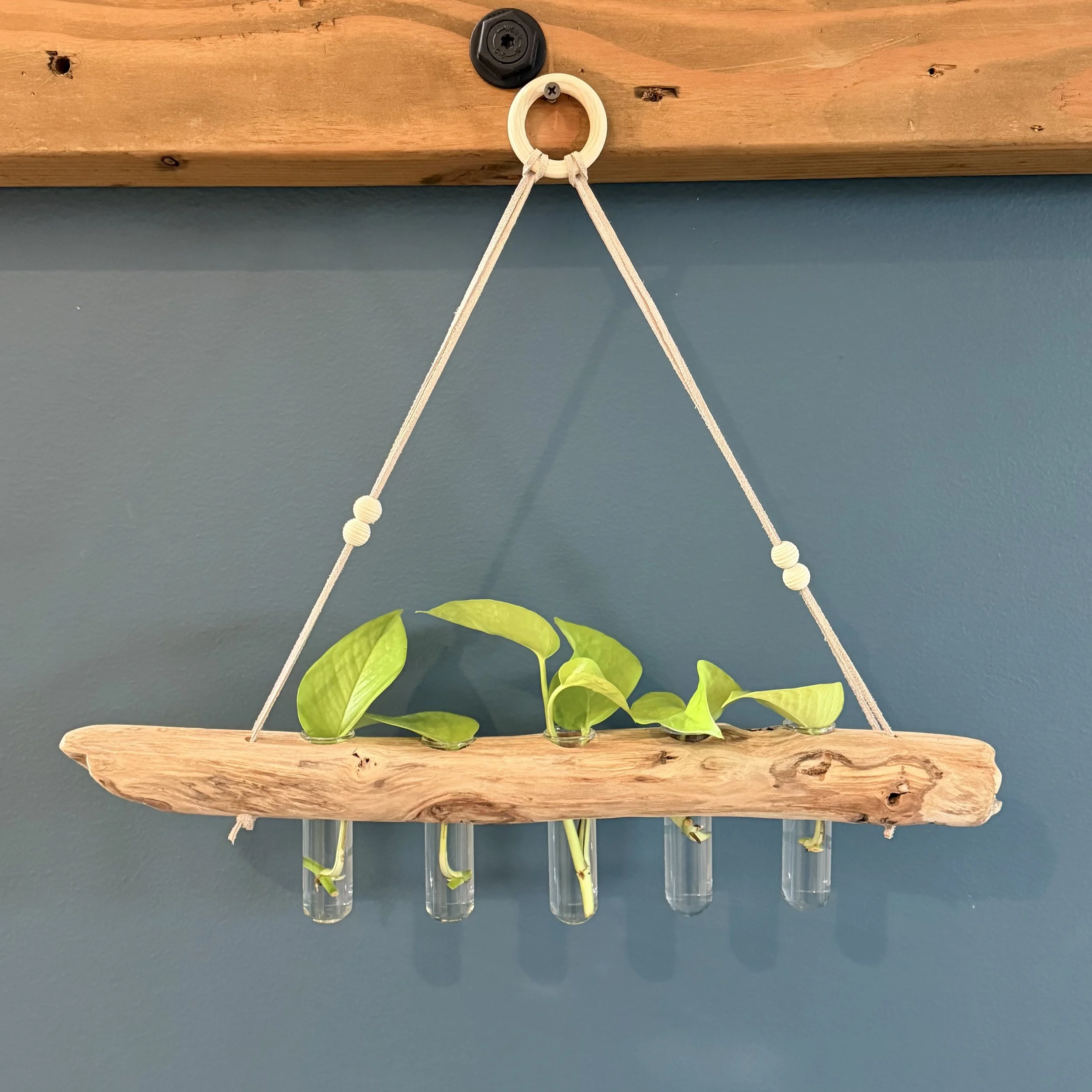 Five-Tube Hanging Driftwood Propagation Station + Bud Vase