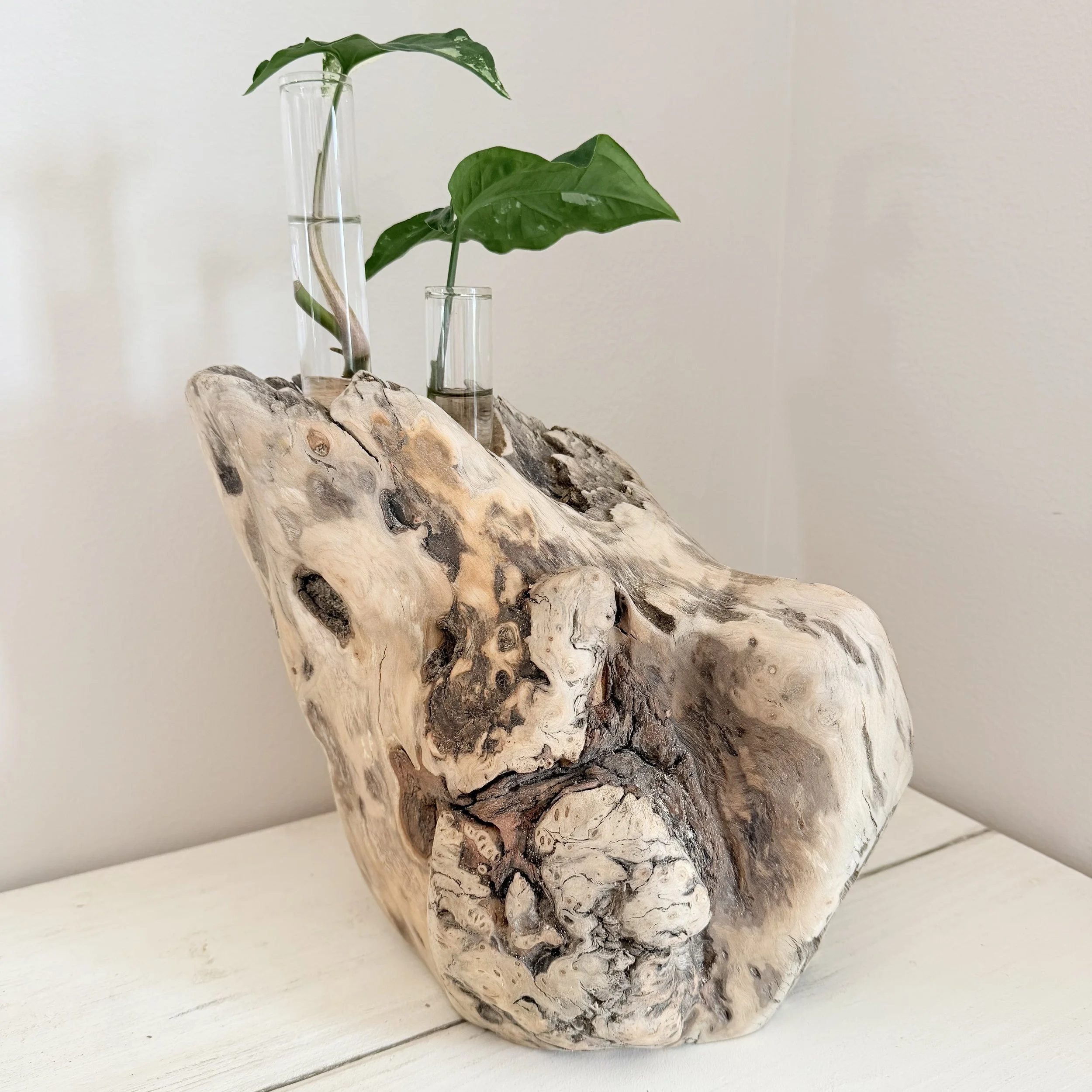 Two-Tube Driftwood Propagation Station + Bud Vase