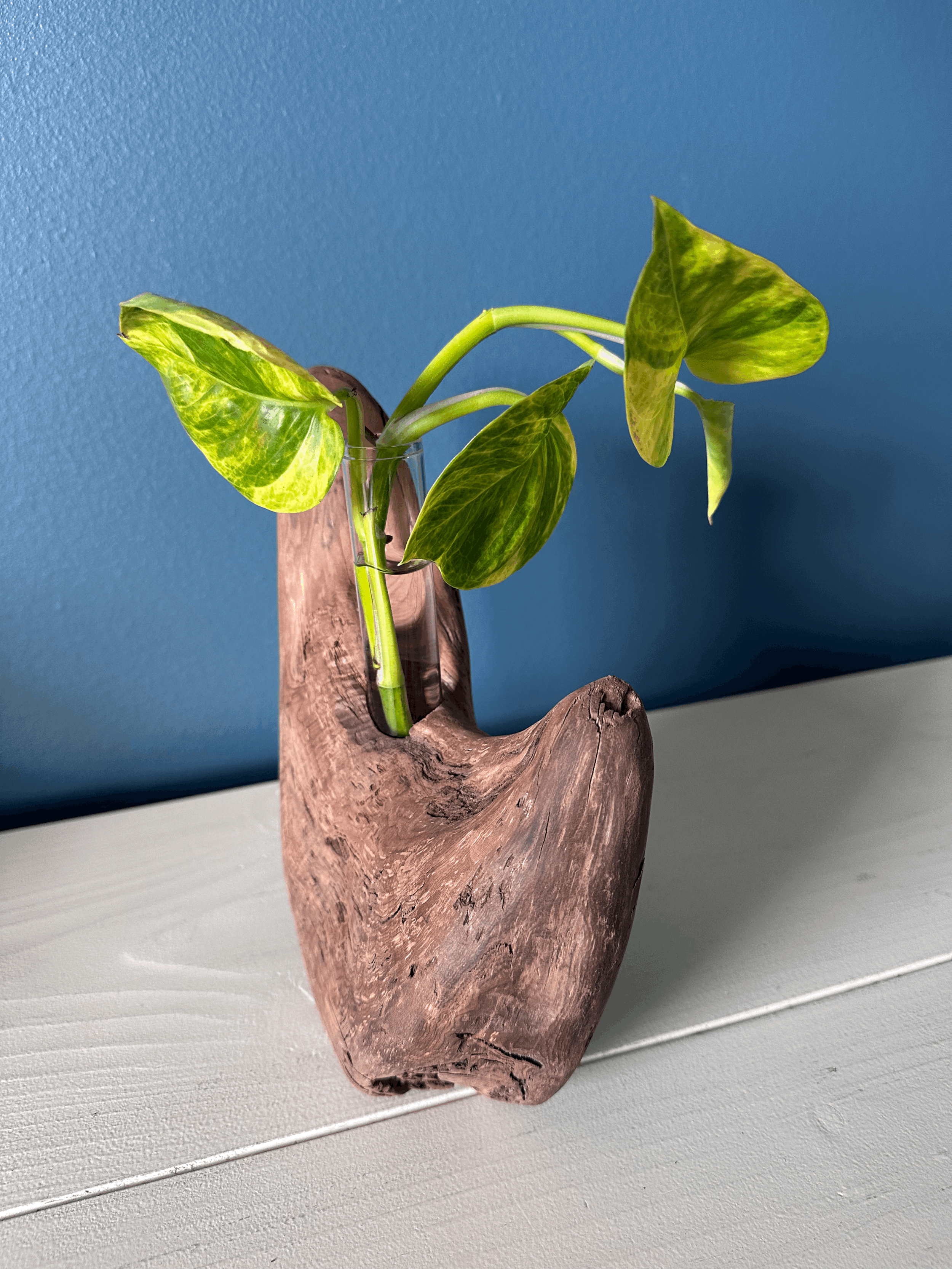 Single-Tube Driftwood Propagation Vase + Bud Vase