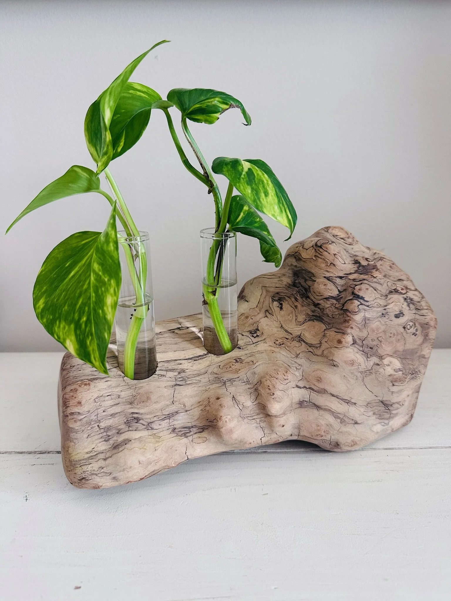 Two-Tube Driftwood Propagation Station + Bud Vase