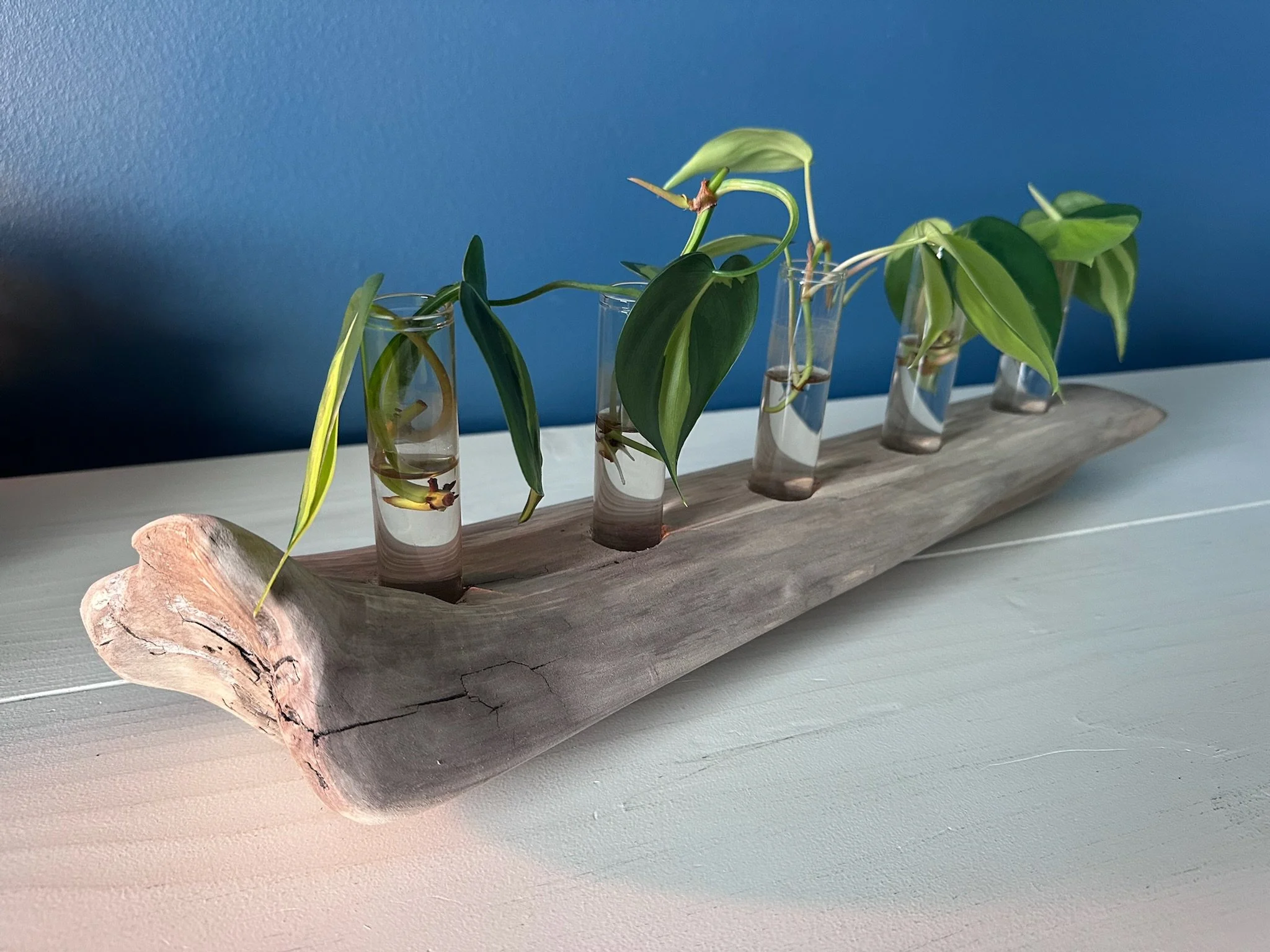 Five-Tube Driftwood Propagation Station + Bud Vase