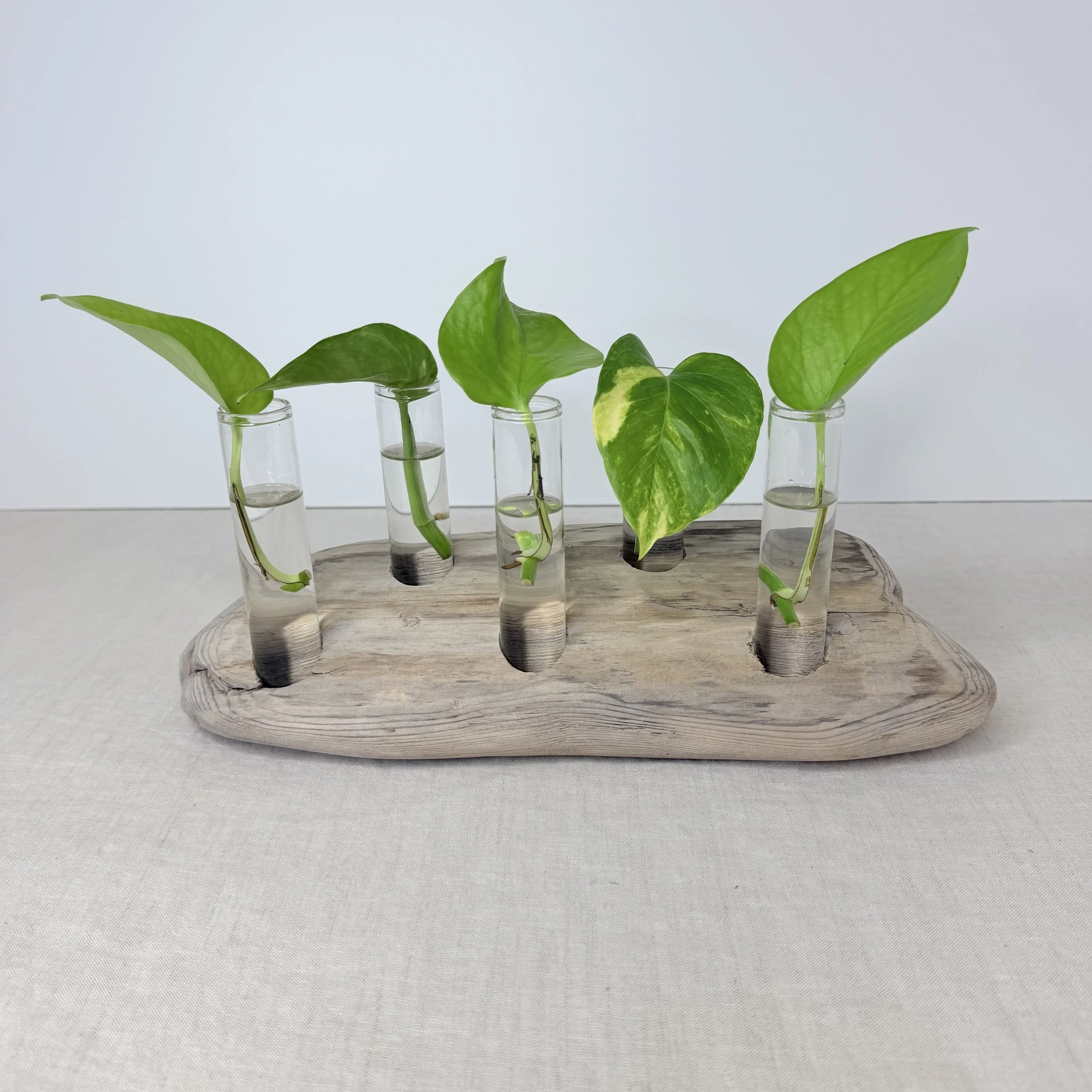 Five-Tube Tabletop Driftwood Propagation Station + Bud Vase