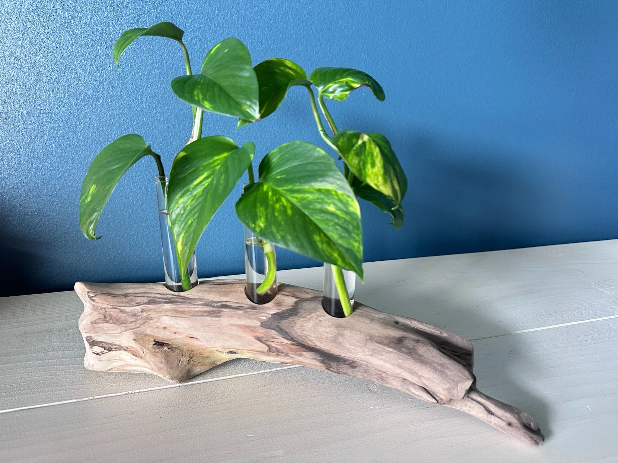 Three-Tube Driftwood Propagation Station + Bud Vase