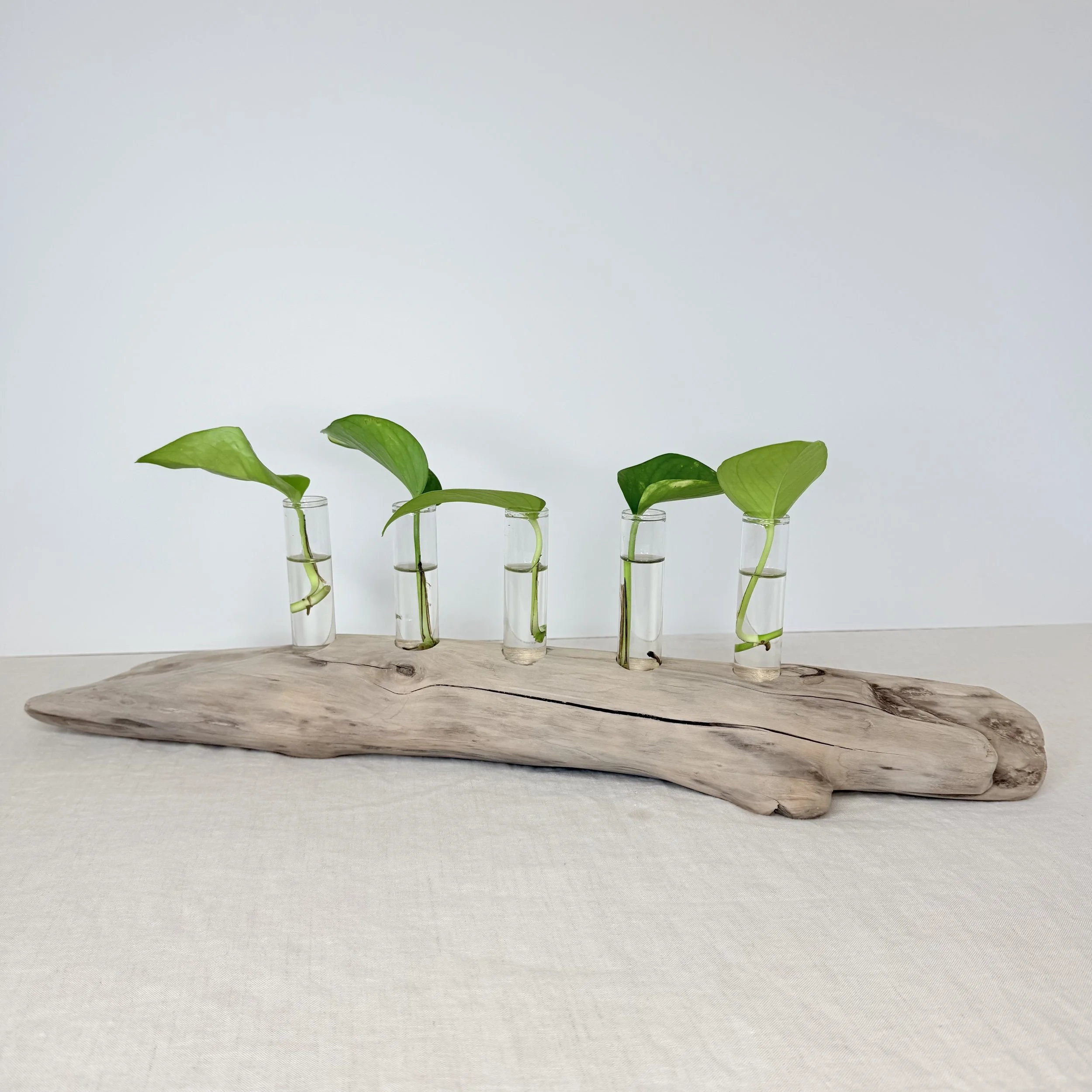 Five-Tube Driftwood Propagation Station + Bud Vase
