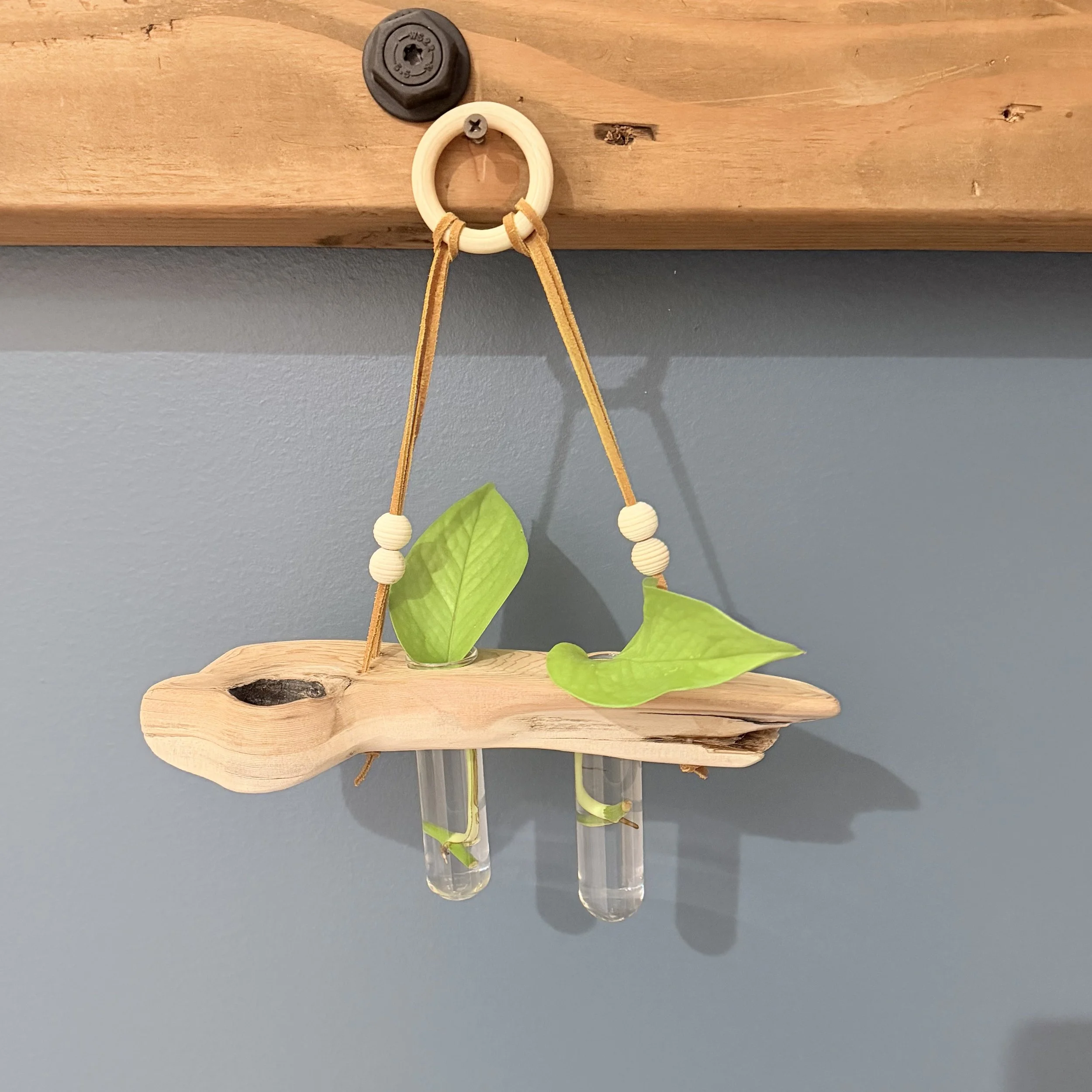 Two-Tube Hanging Driftwood Propagation Station + Bud Vase