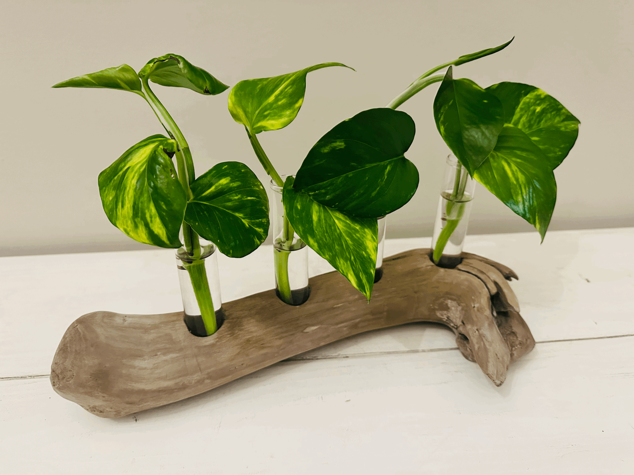 Four-Tube Driftwood Propagation Station + Bud Vase