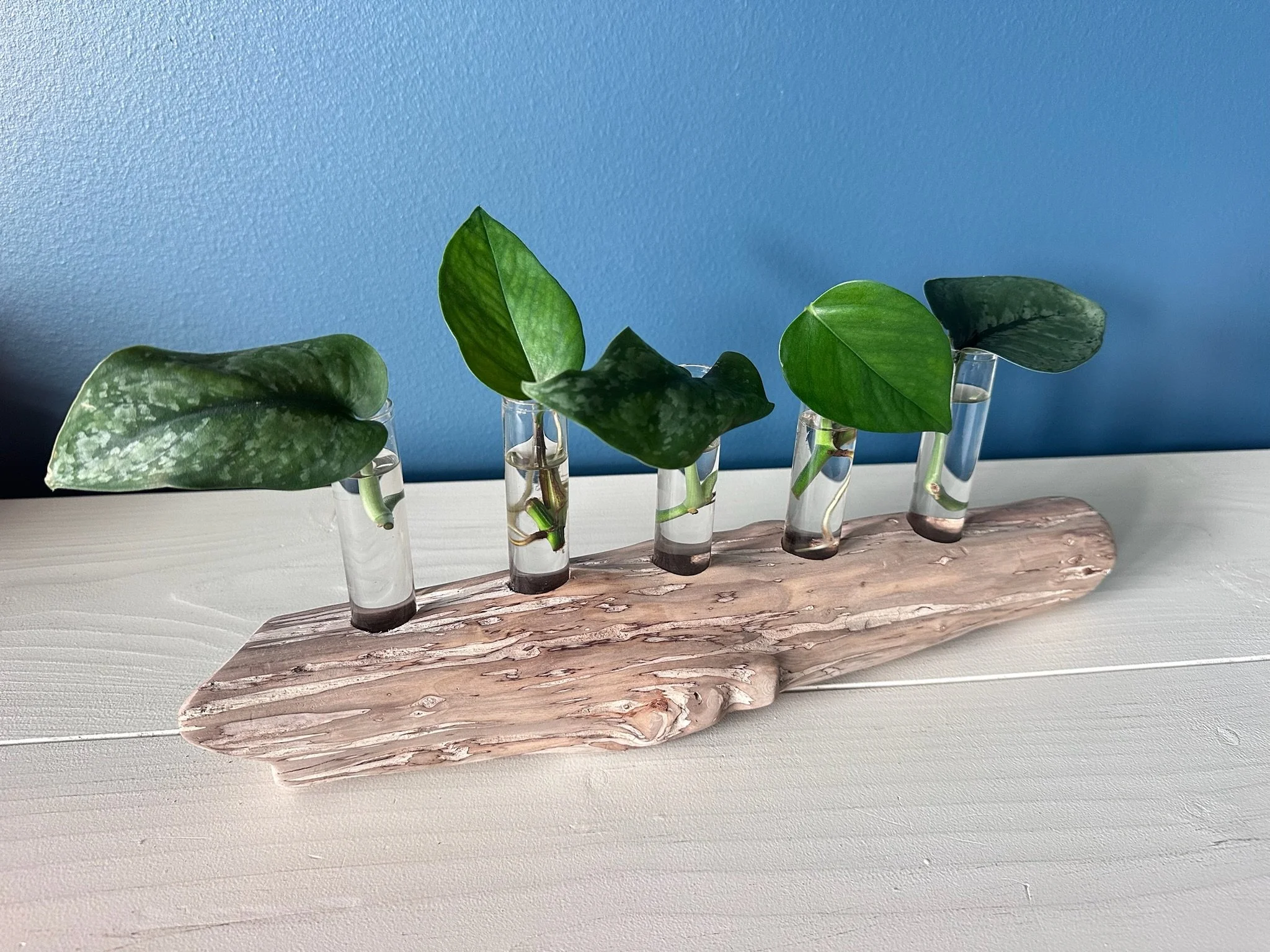 Five-Tube Driftwood Propagation Station + Bud Vase