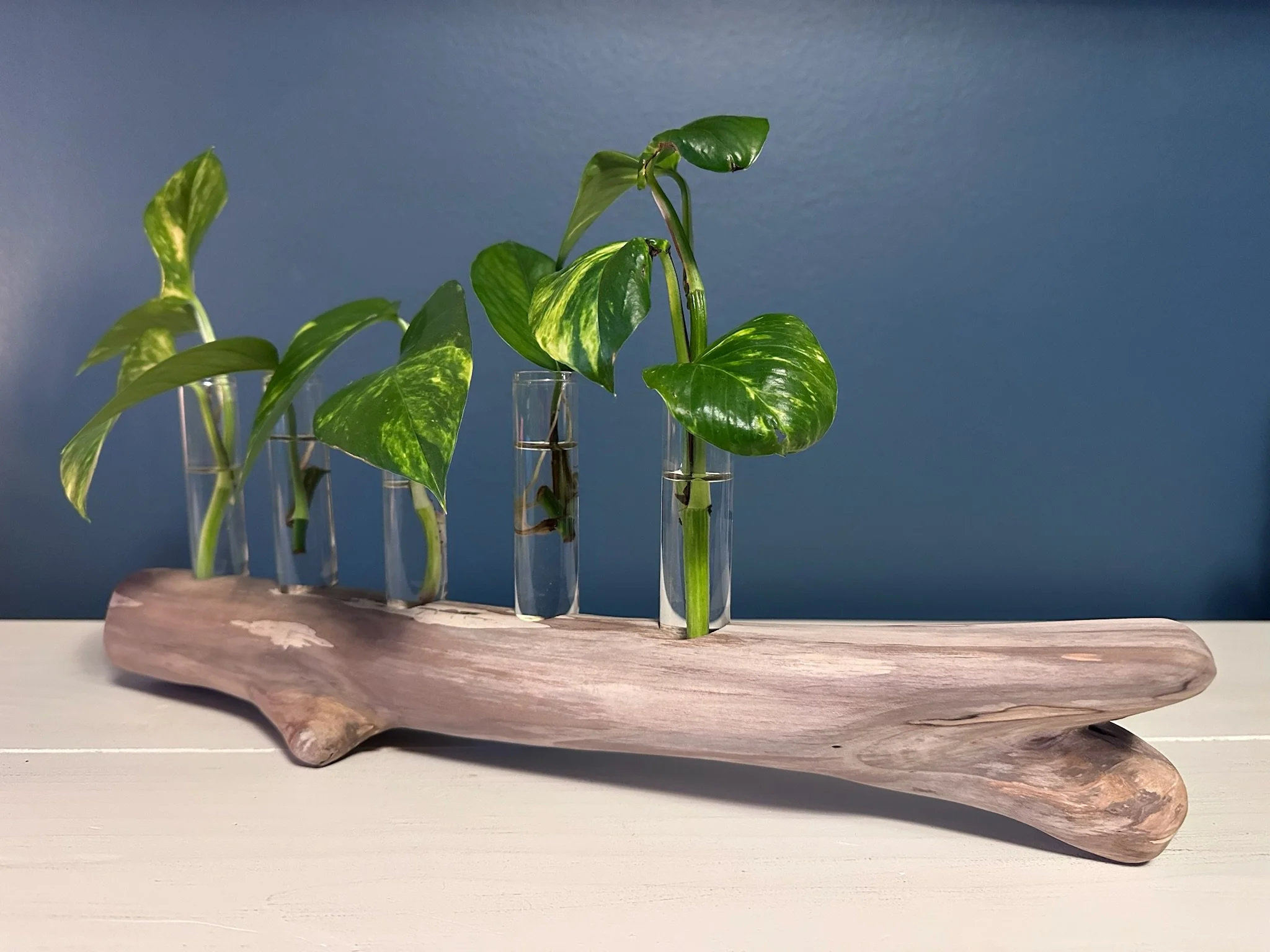 Five-Tube Driftwood Propagation Station + Bud Vase