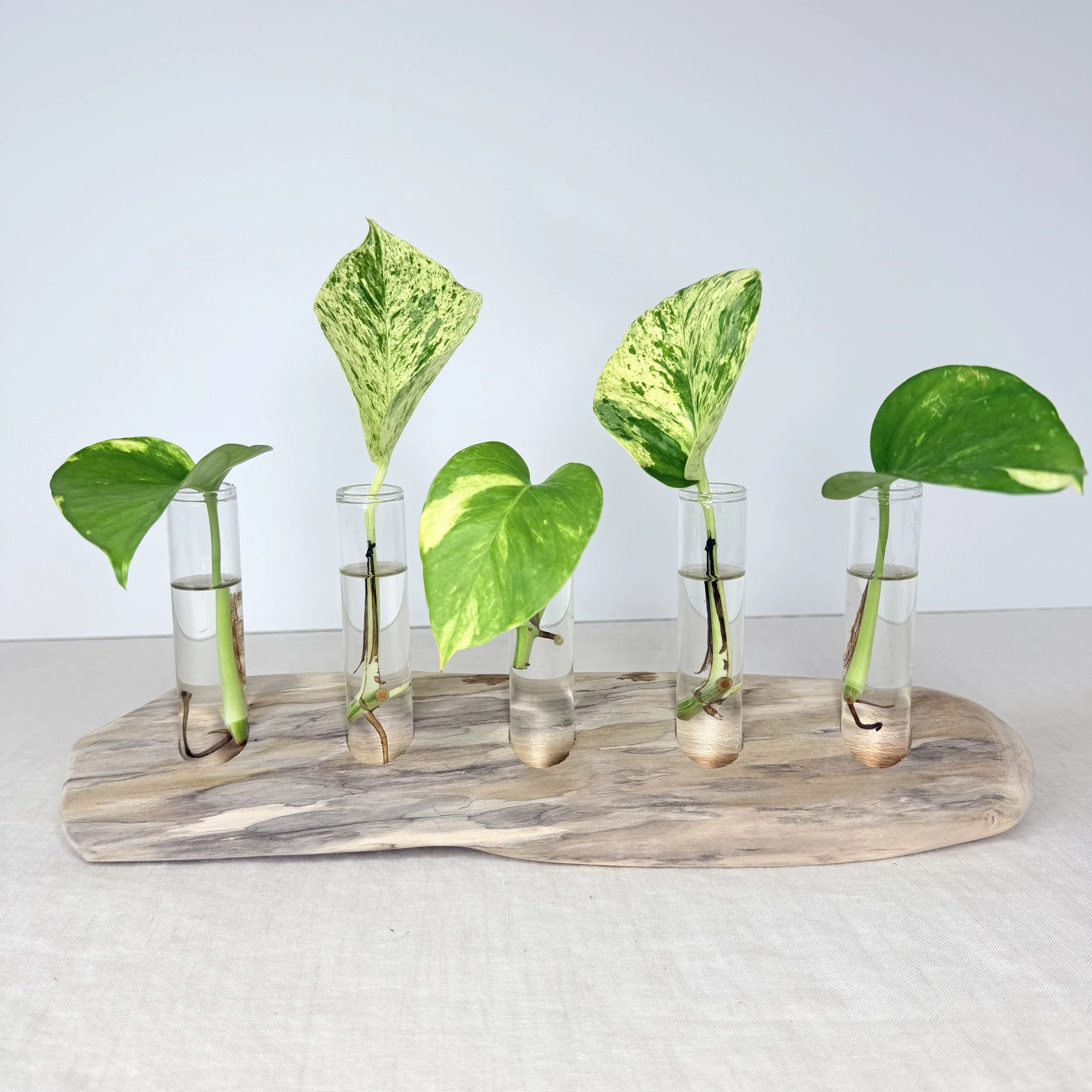 Five-Tube Tabletop Driftwood Propagation Station + Bud Vase