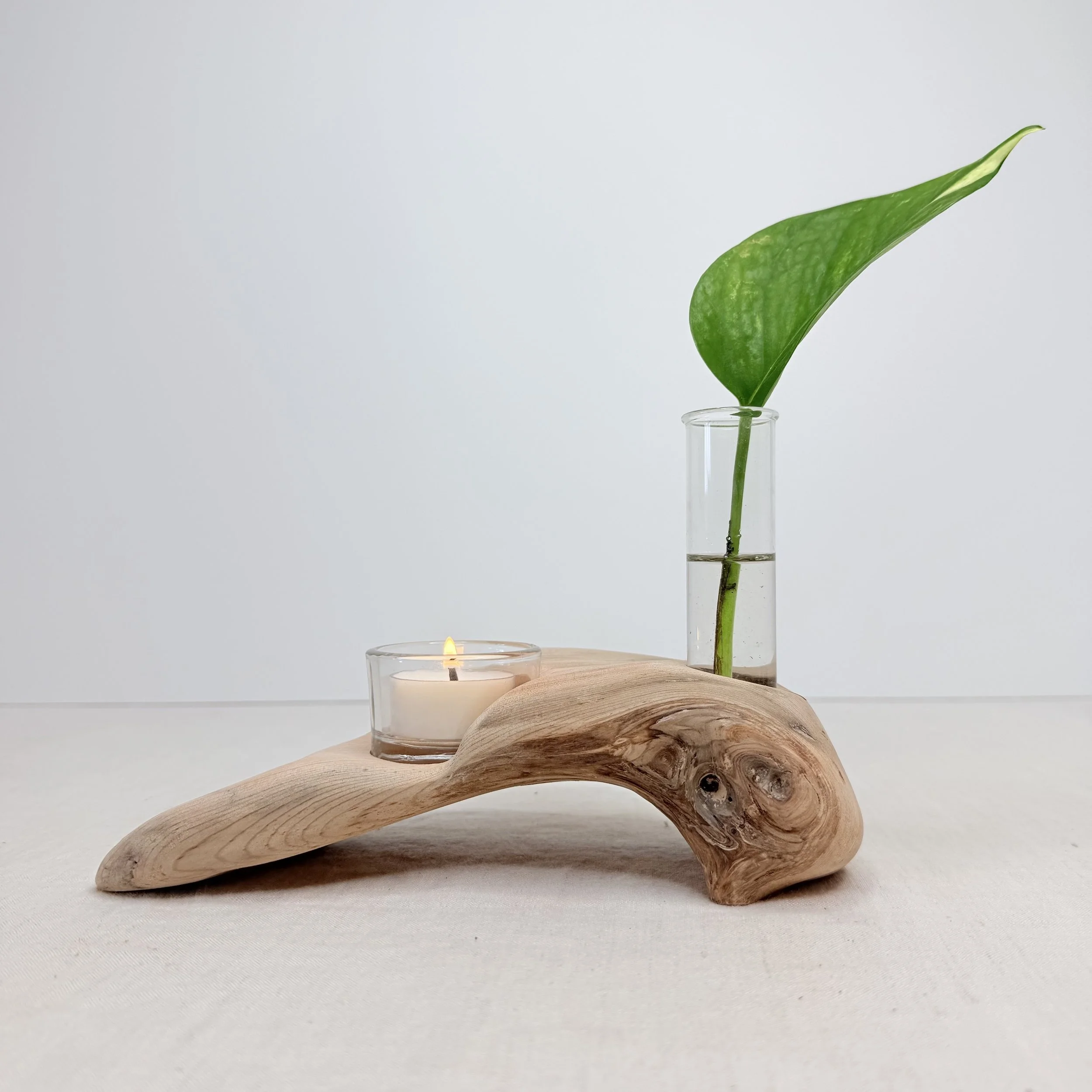 Single-Tube Driftwood Propagation + Candle Display