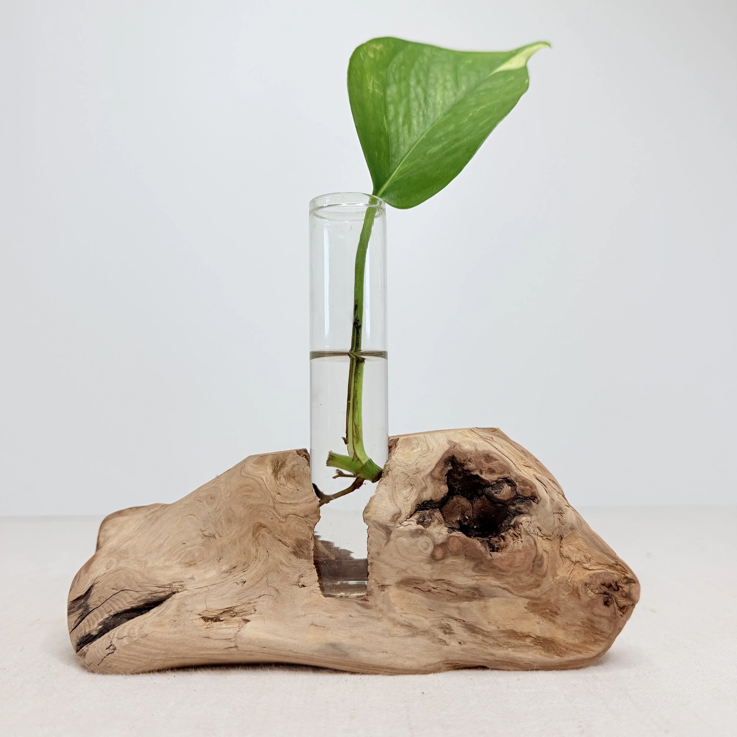 Single-Tube Tabletop Driftwood Propagation Station + Bud Vase