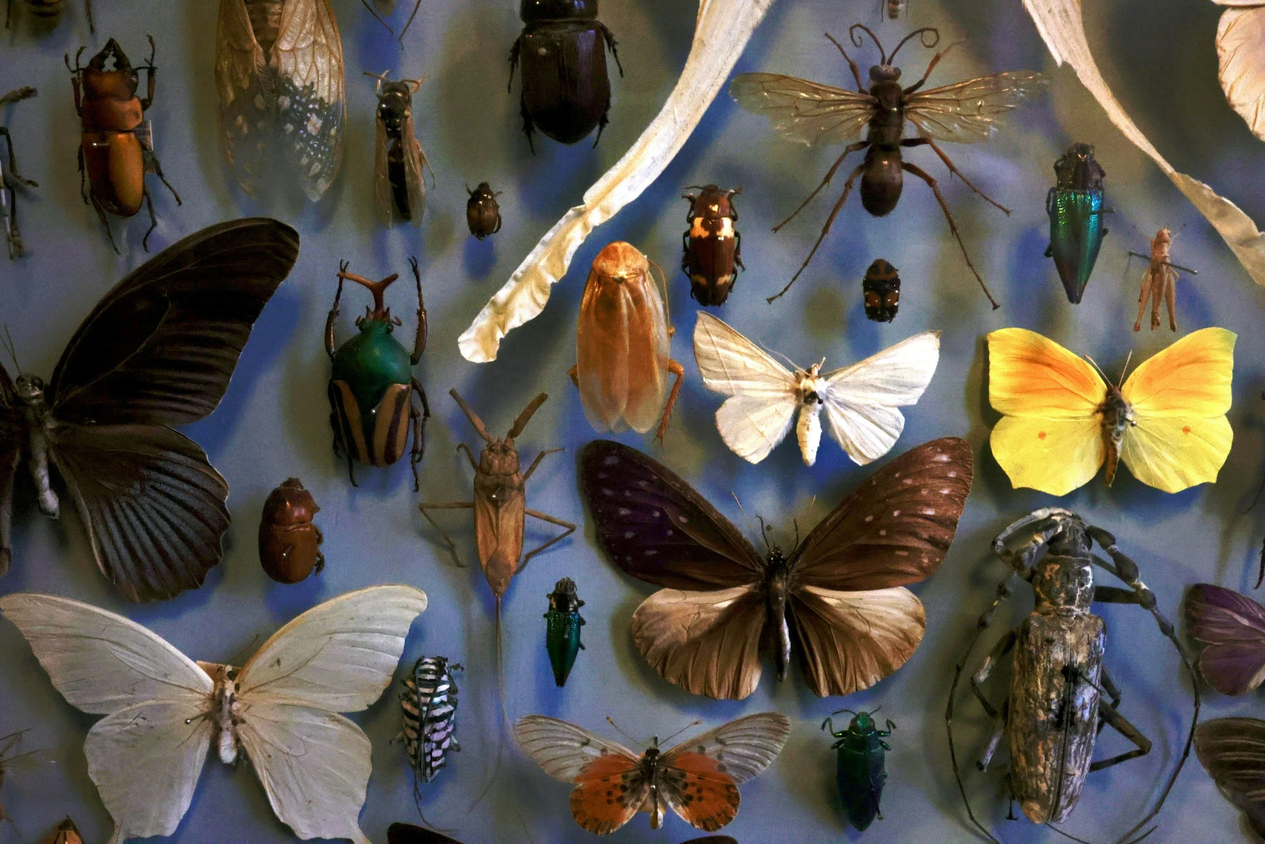 Bugs &amp; Butterflies