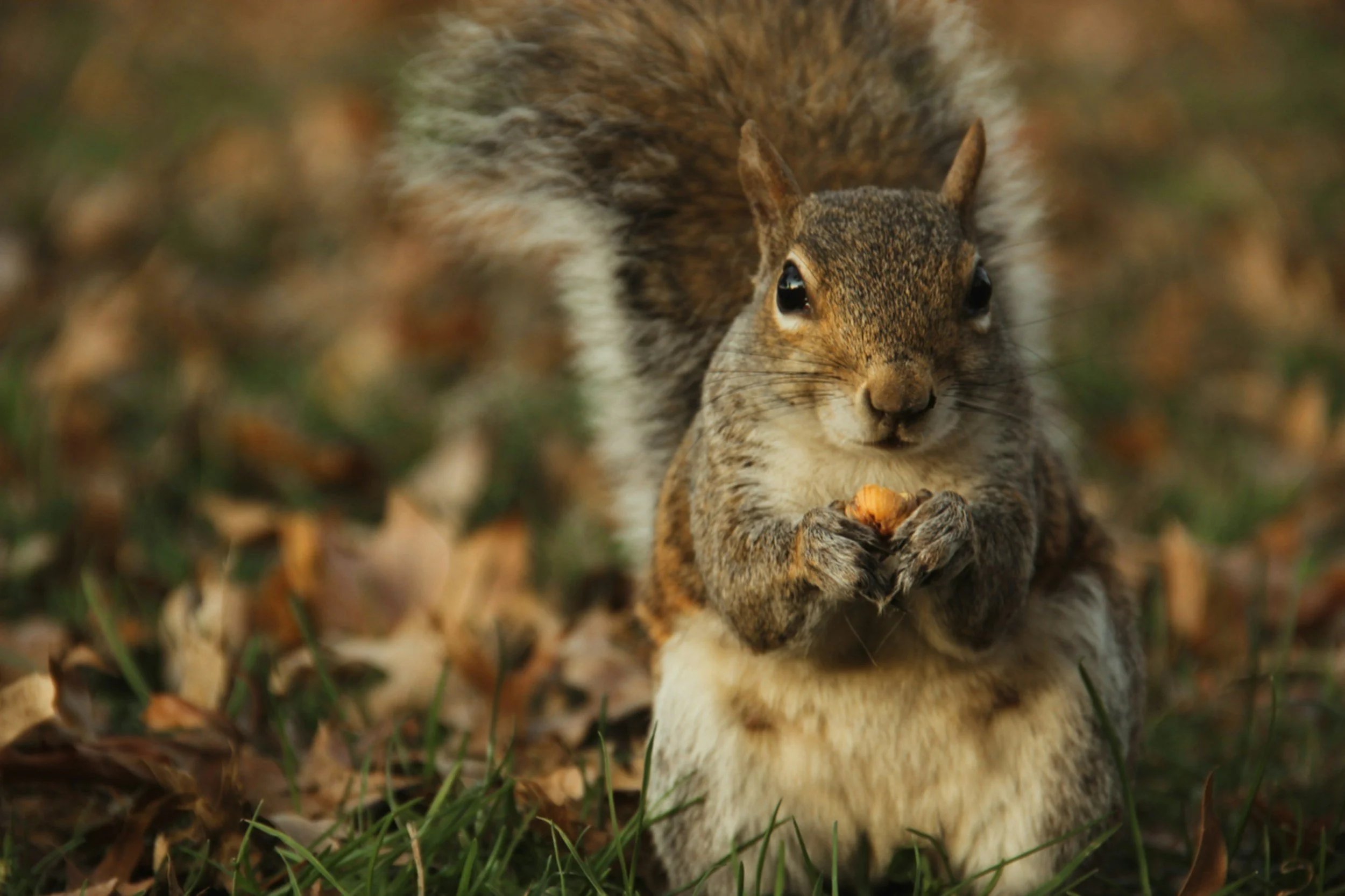 Storytime &amp; Open Play: Autumn Animals