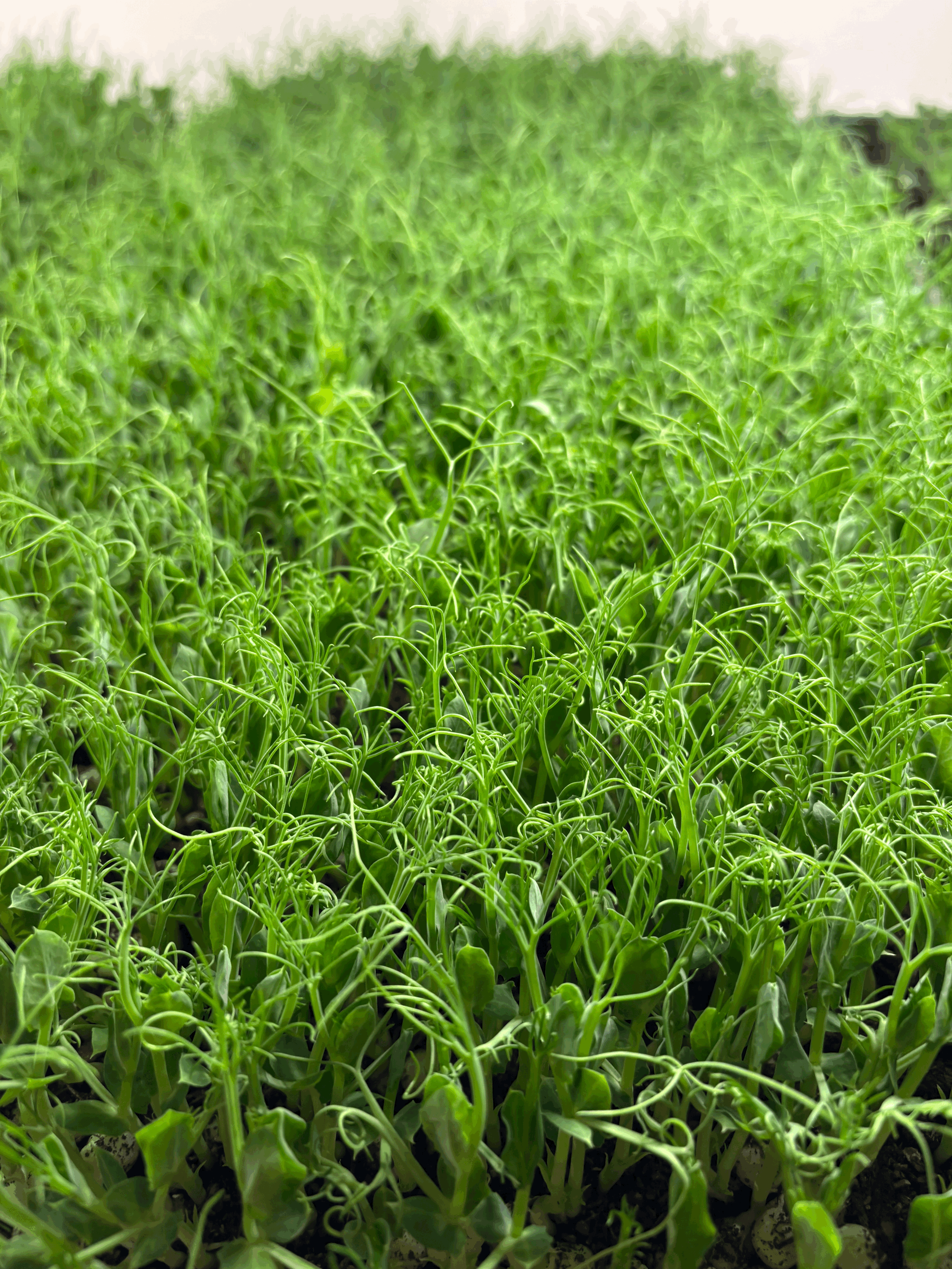 tempImagefkmX7X.gif