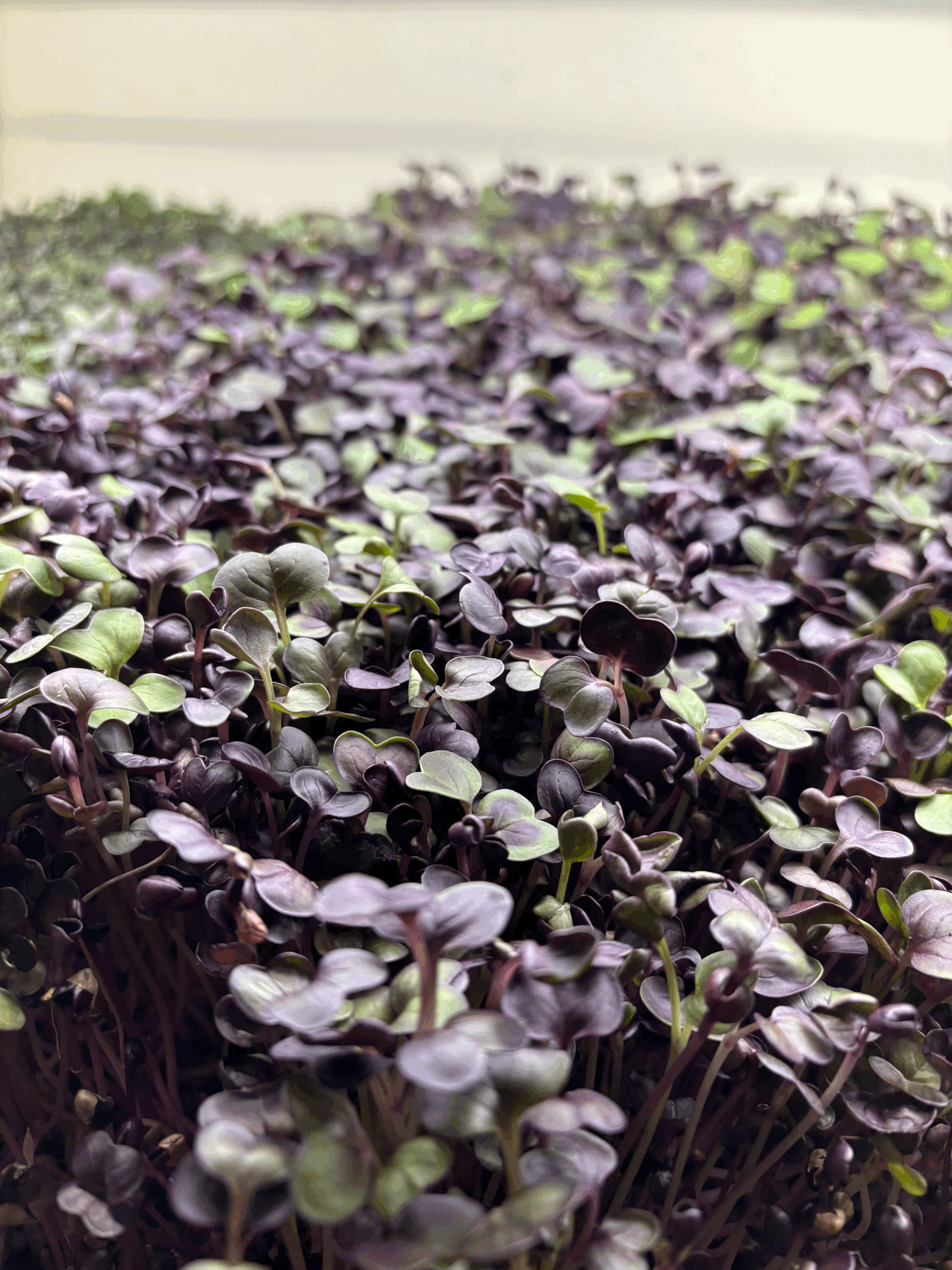 4 oz purple radish