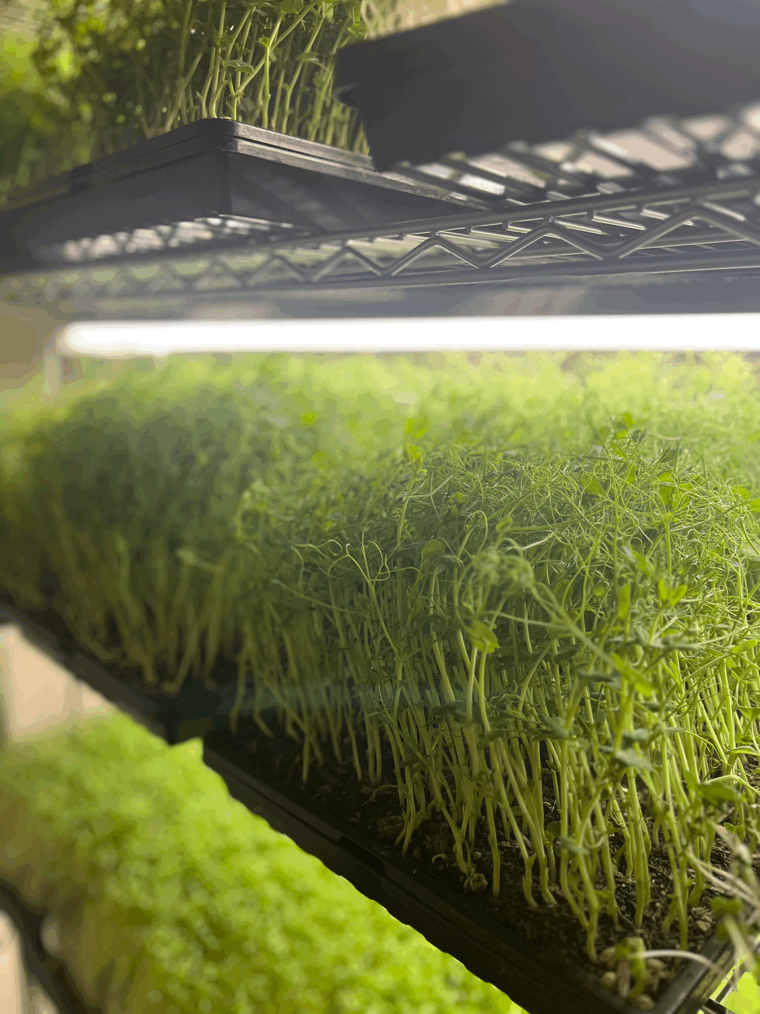 yellow pea tendrils