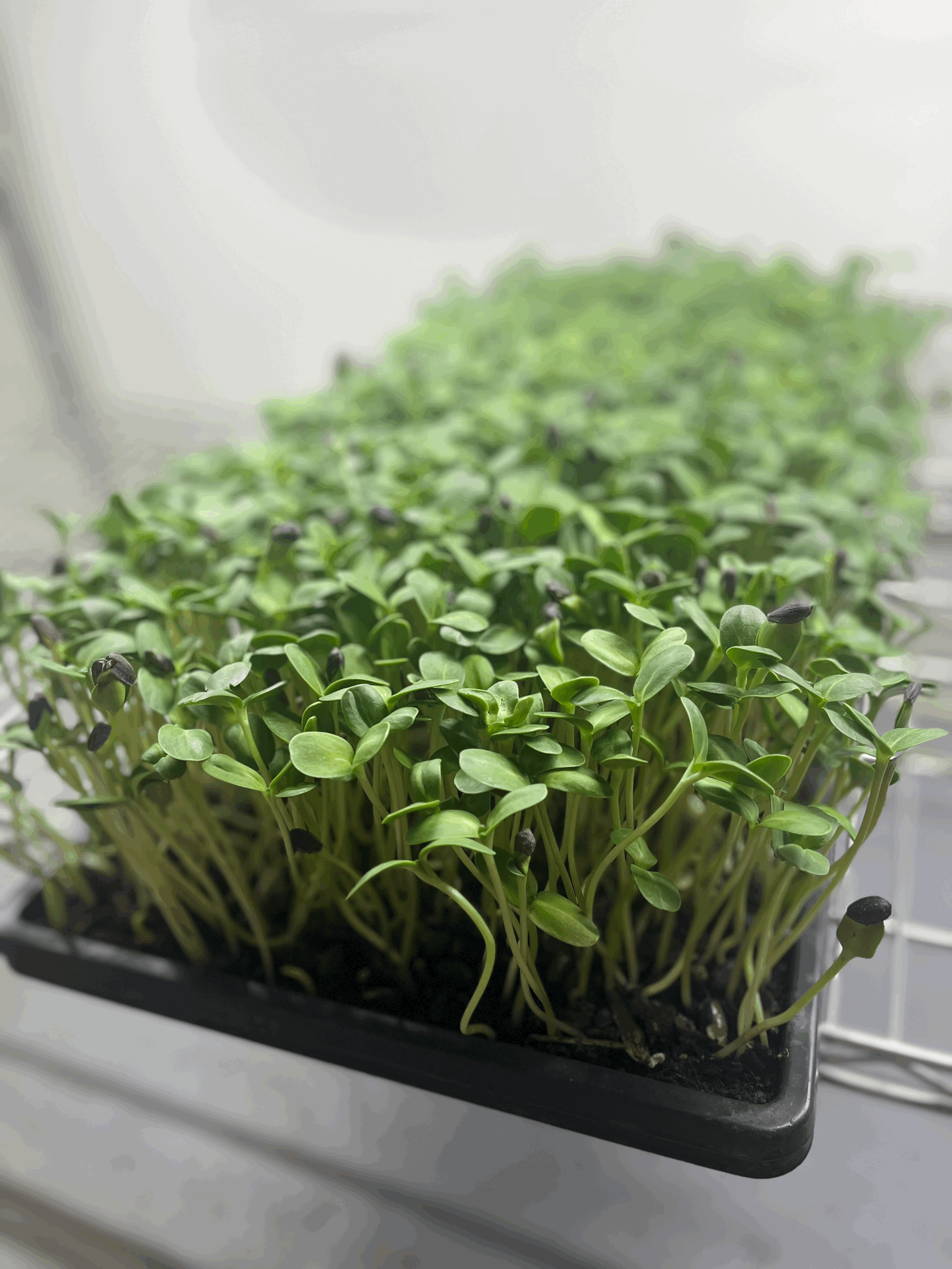 4 oz container sunflower shoots