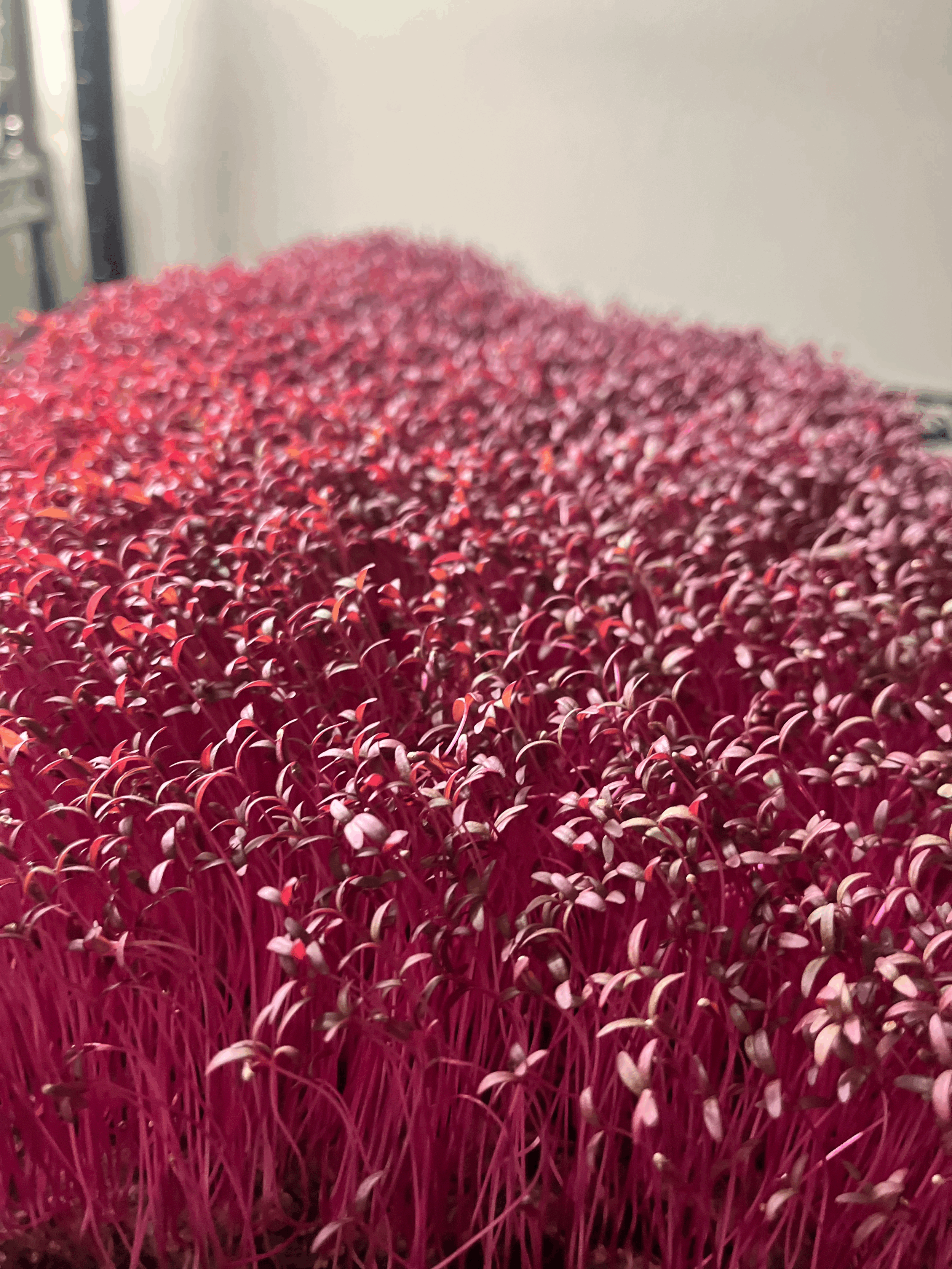 4 oz Red amaranth