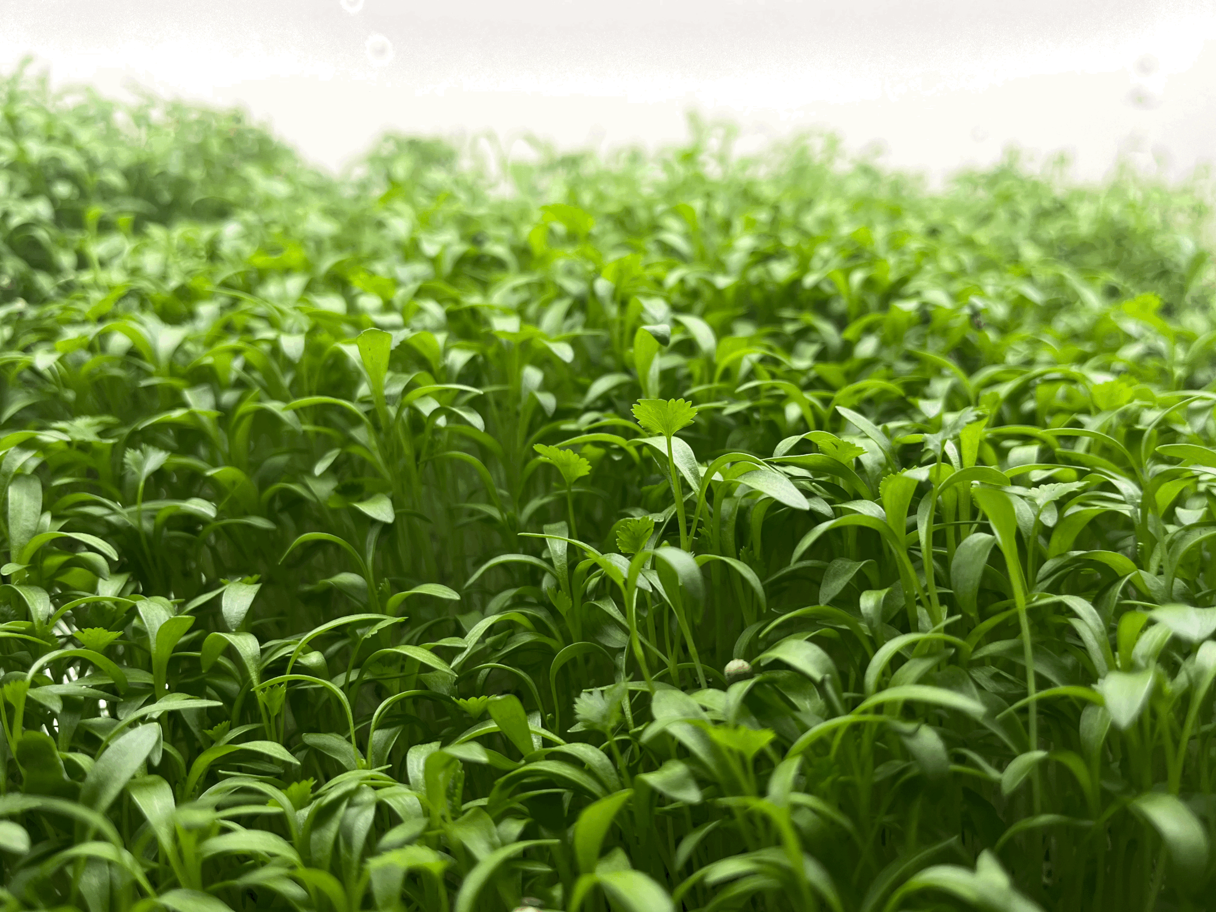 4 oz Micro cilantro