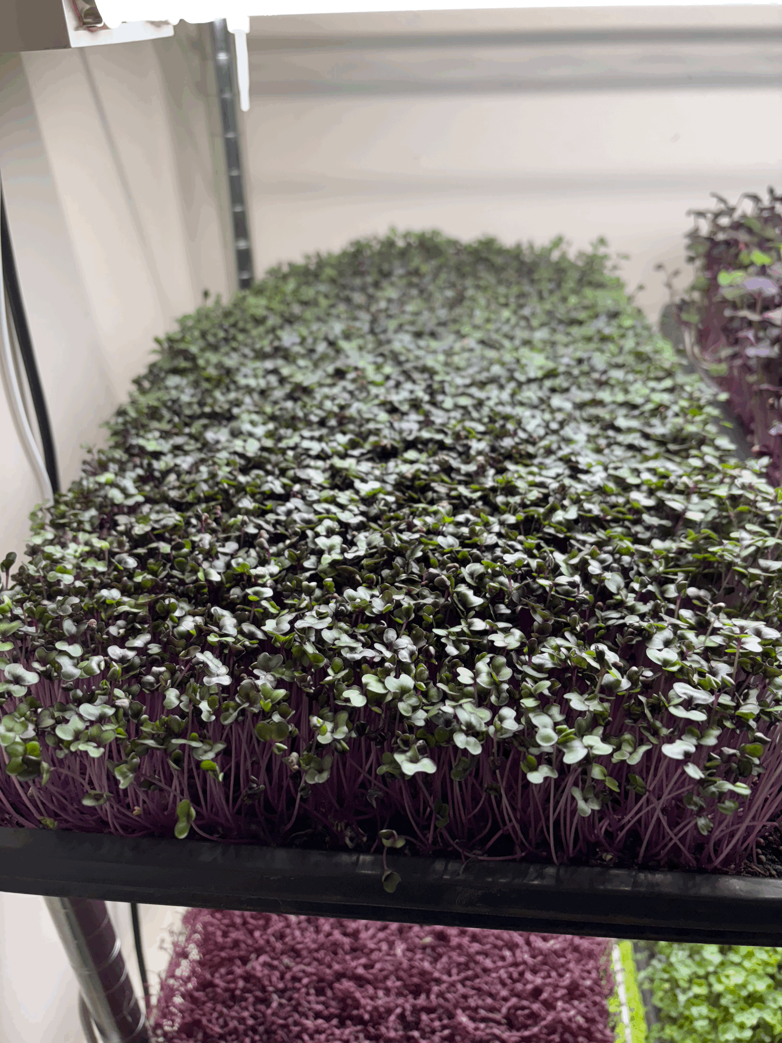 4 oz Red acre cabbage