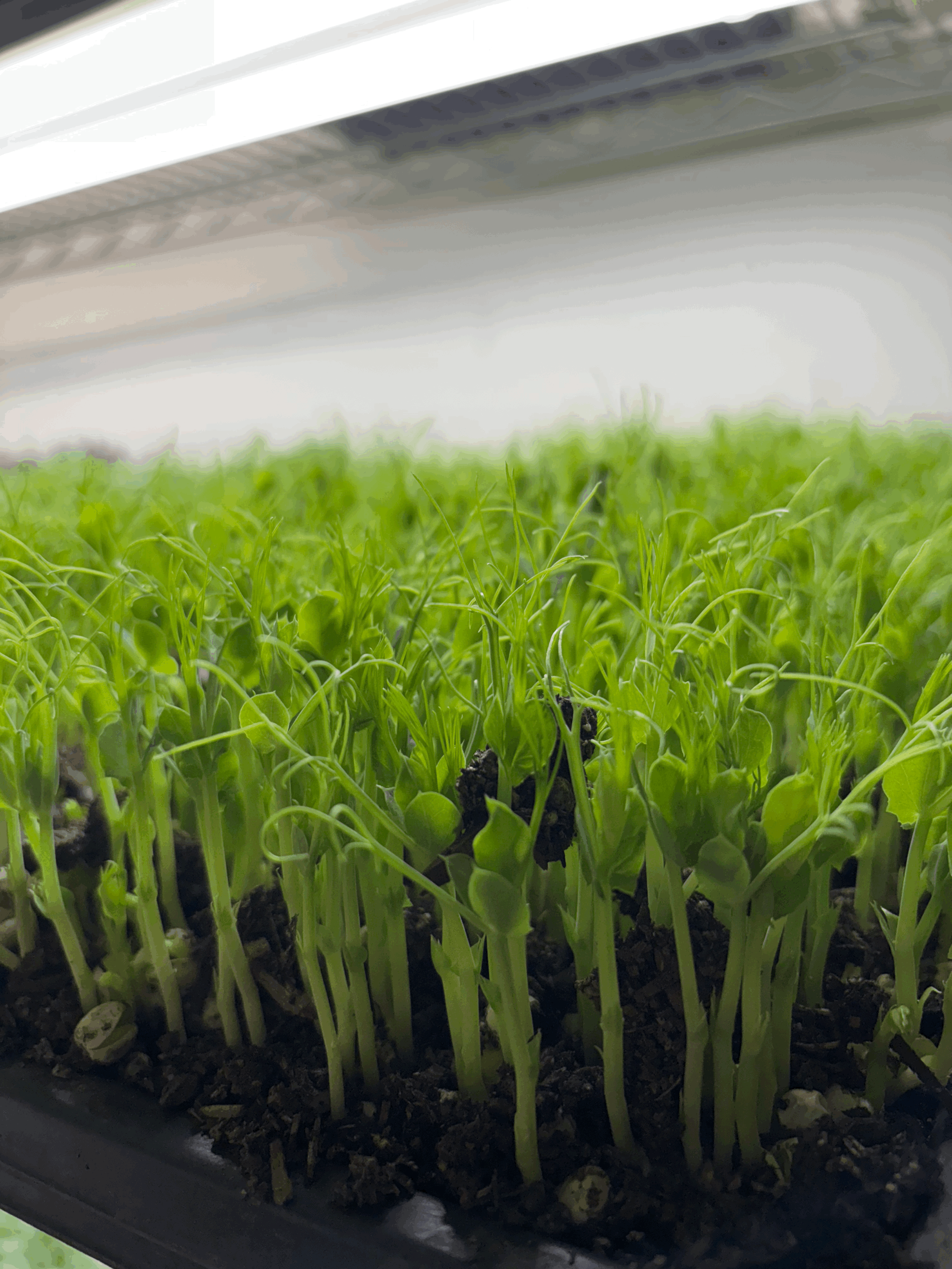 4 oz afila pea tendrils