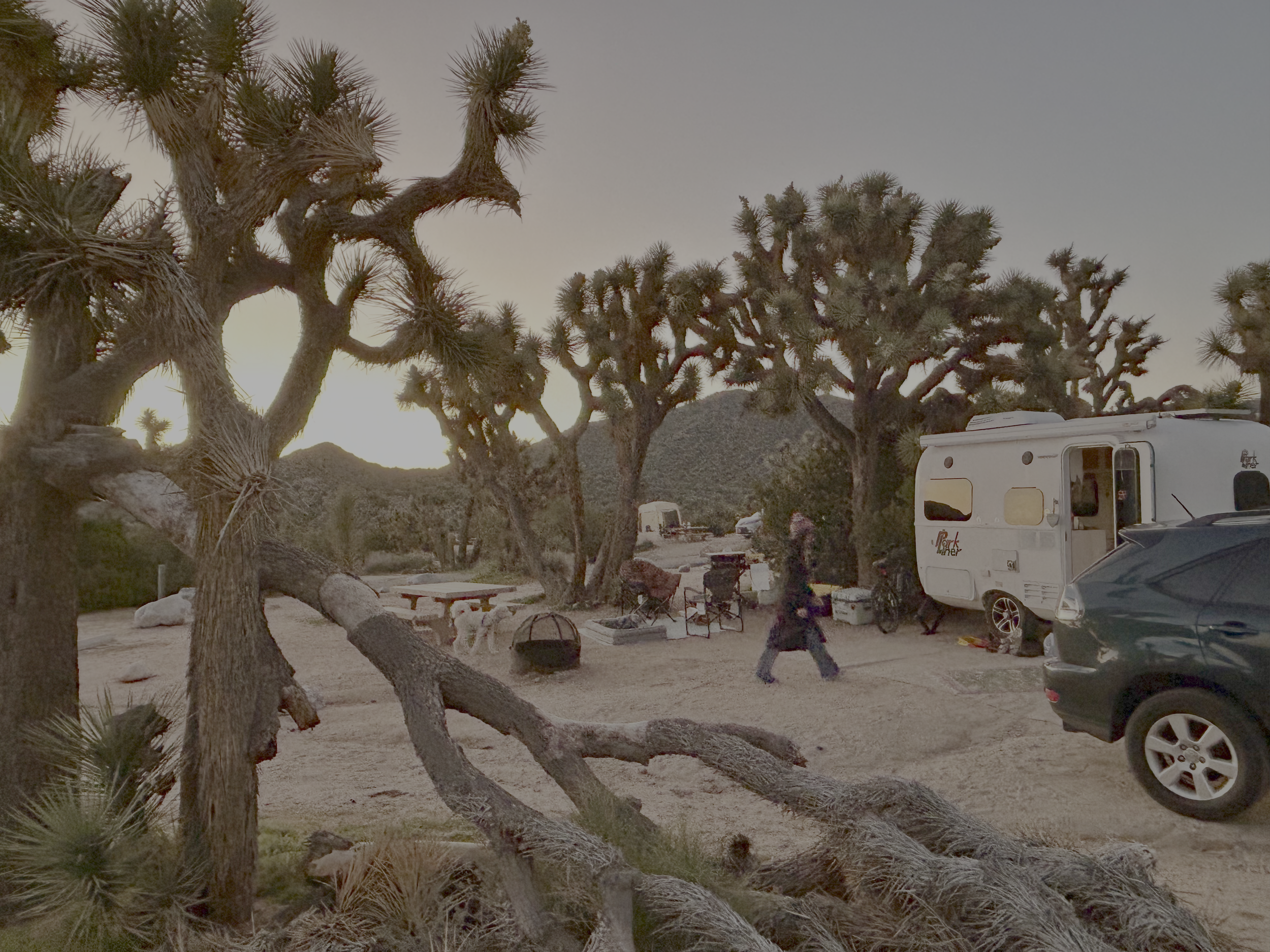 dusk at joshua tree
