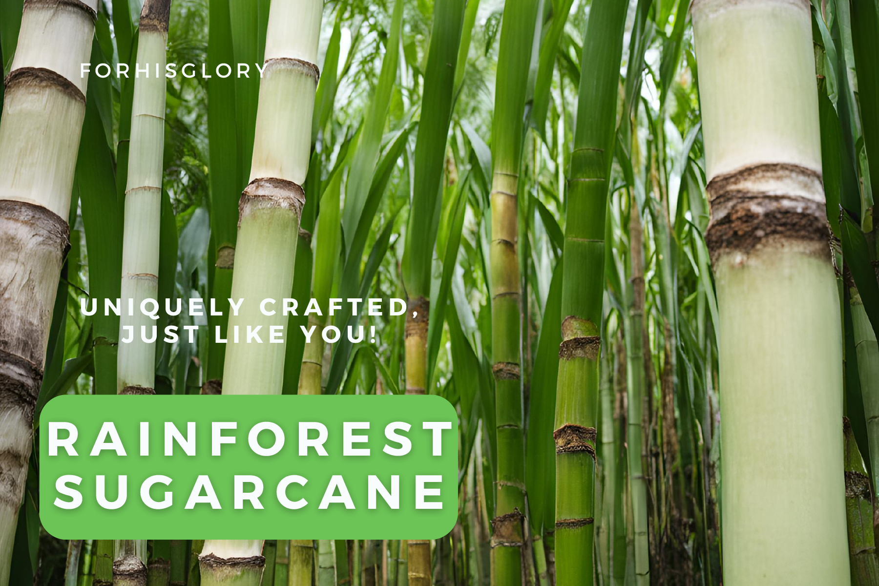 Rainforest Sugarcane