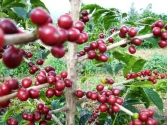 Cherry coffee plant with clusters of red cherries and green leaves in a garden setting.