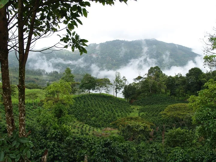 Lush green hills and mountains with trees and mist.