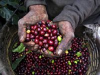 Person hand holding ripe dark purple and red cherries at a cherry farm or market