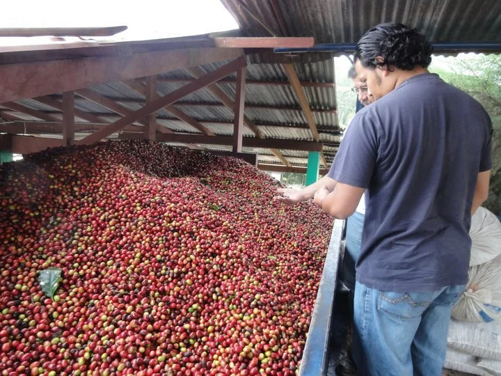 Two men examining a large pile of red and yellow coffee cherries stored outdoors under a roof.