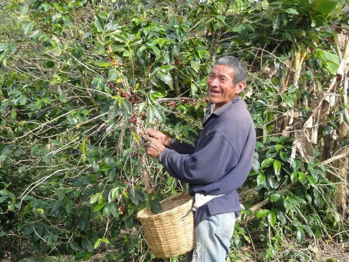 An elderly man harvesting coffee cherries from a lush green coffee plant, holding a basket.