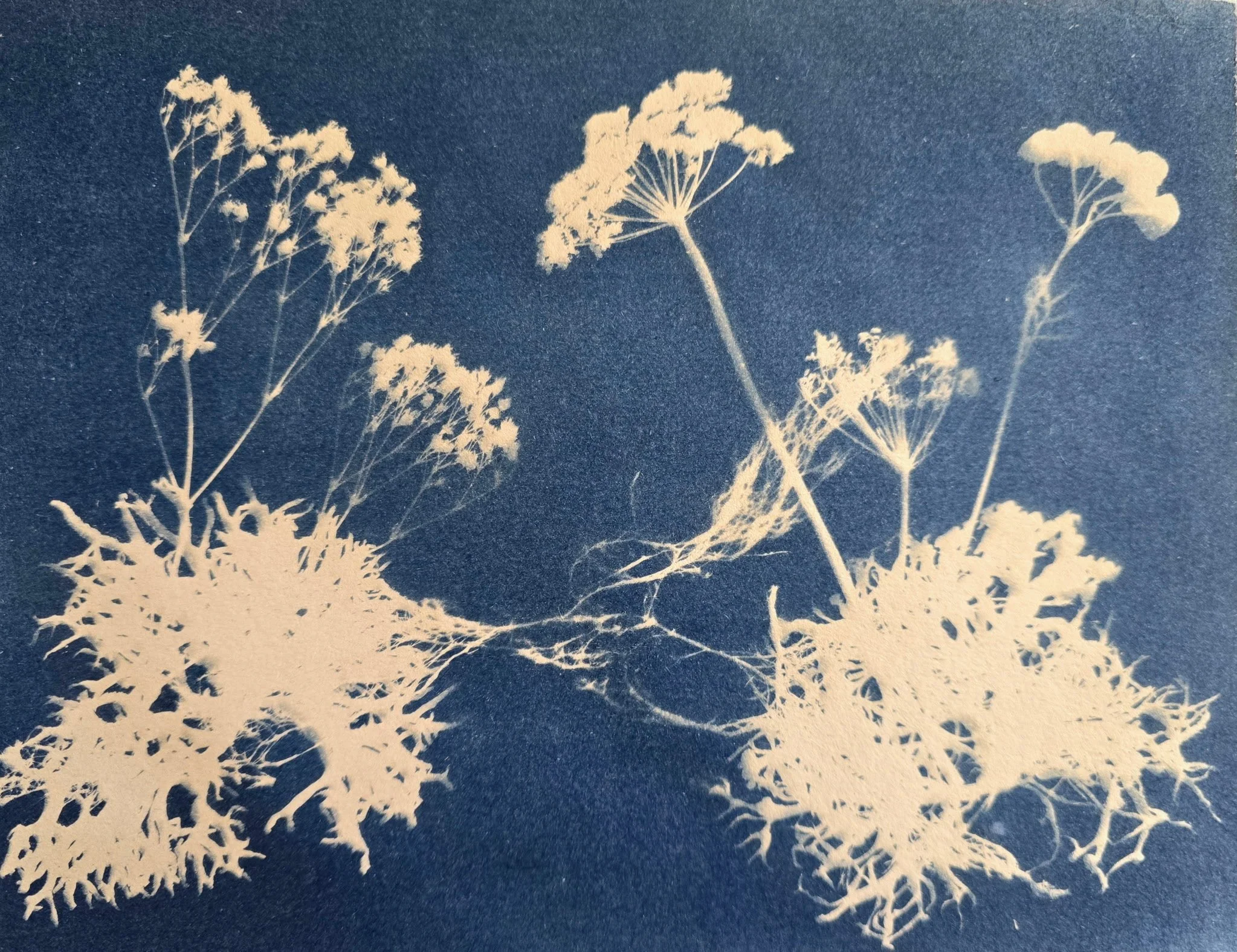 Cyanotype