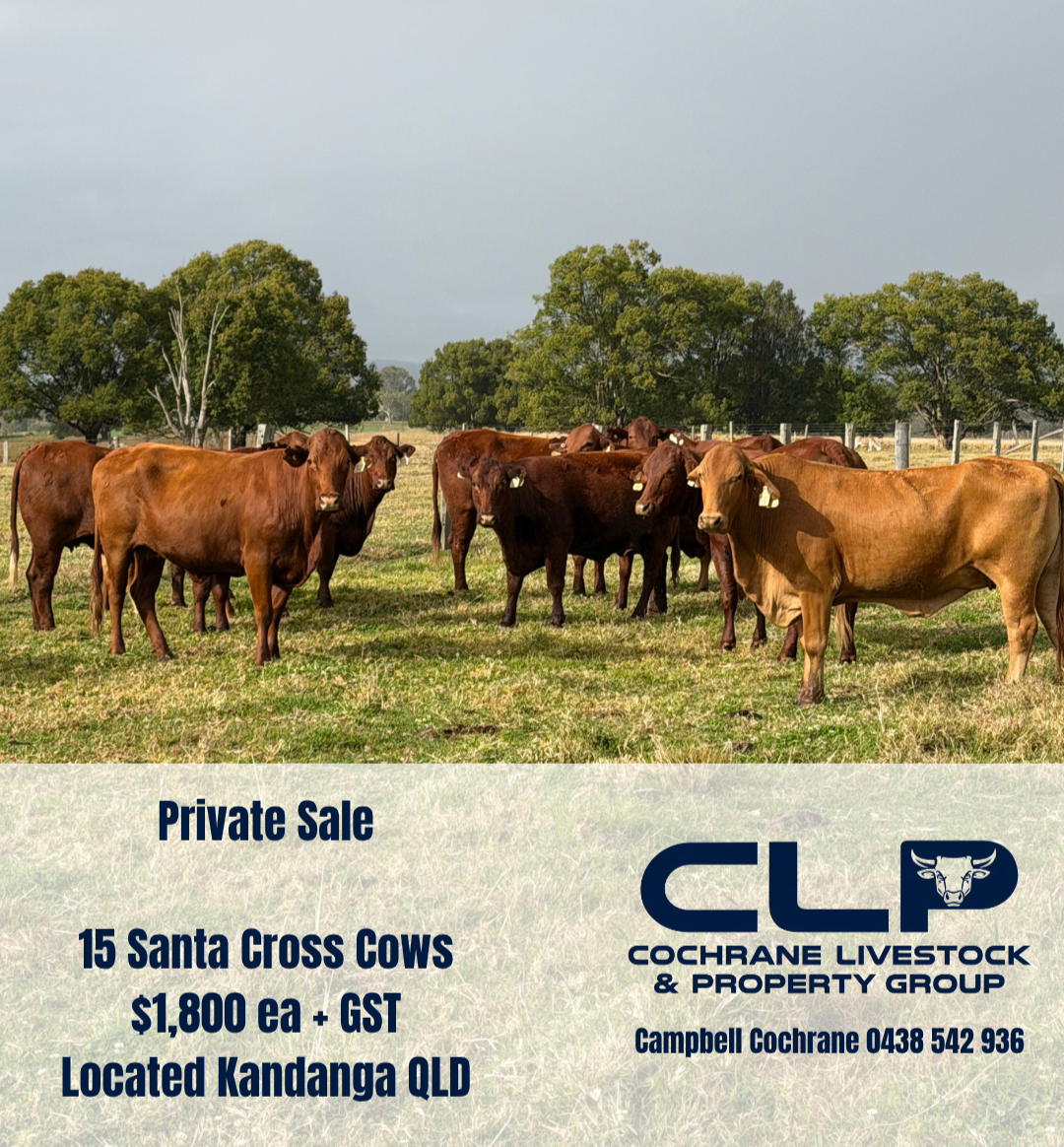 Cattle+Sale+Post.png