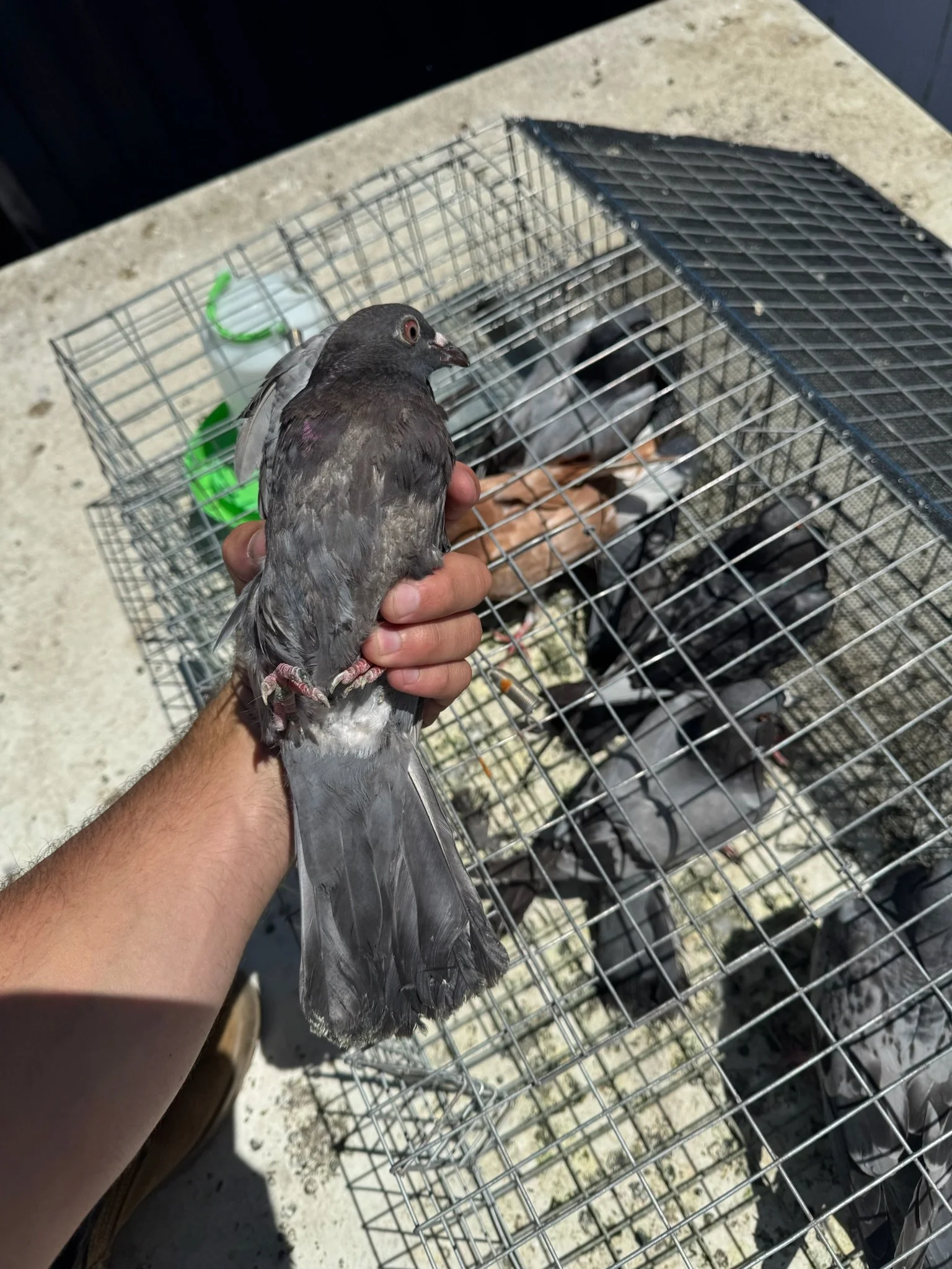 Exterior Bird Removal