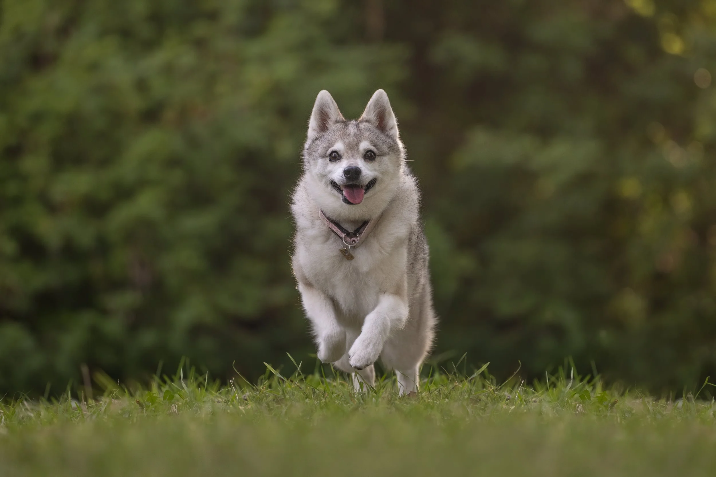 A happy Alaskan Klee Kai dog running on a grassy field with a blurred green background.