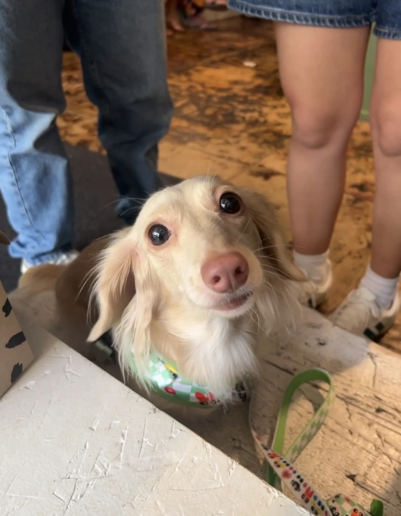 A small, light-colored dog wearing a festive bandana, looking up at the camera with wide eyes. The dog is surrounded by people standing around it, with only their legs visible. The setting appears to be indoors with a wooden floor.