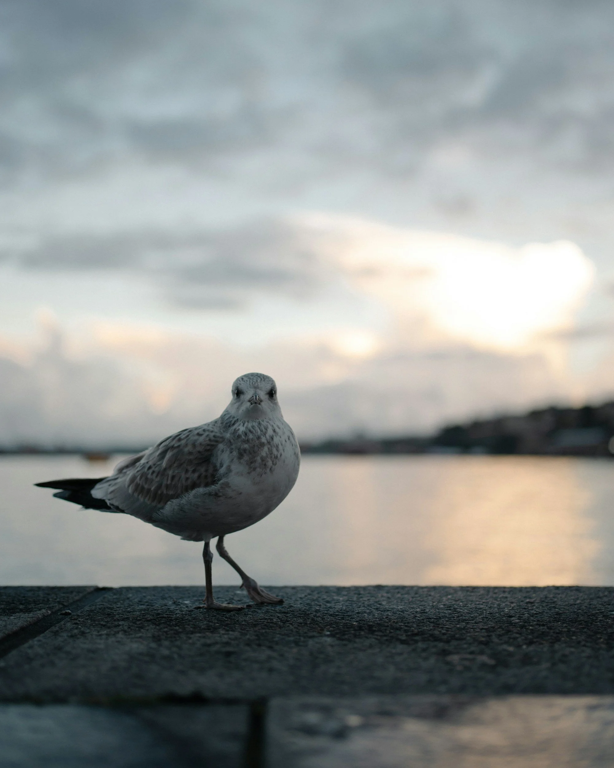 A seagull standing on a concrete surface with a cloudy sky and a body of water in the background, during sunset or sunrise.