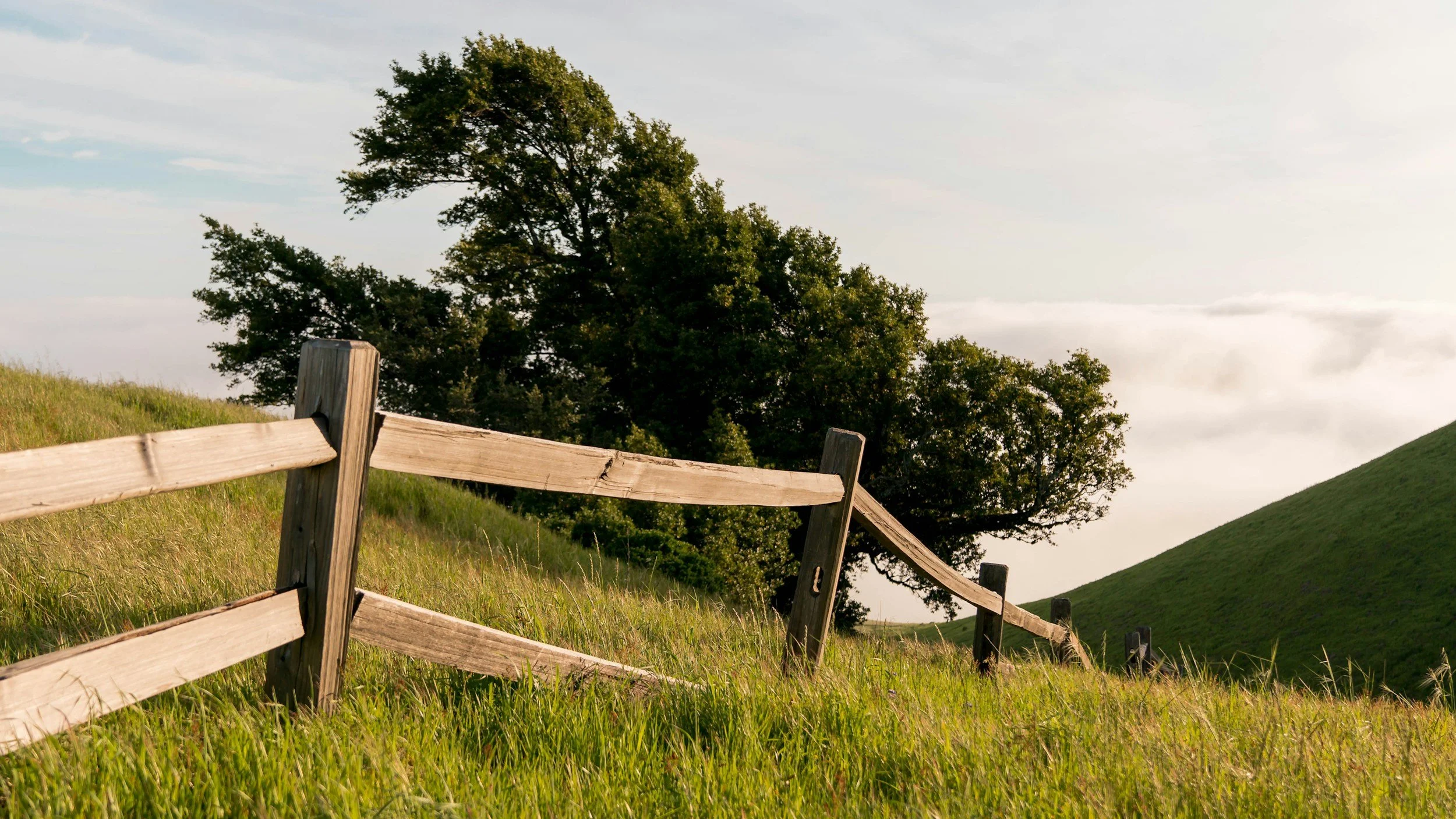 A rolling green hillside with a weathered wooden fence and a large leafy tree in the background under a partly cloudy sky.