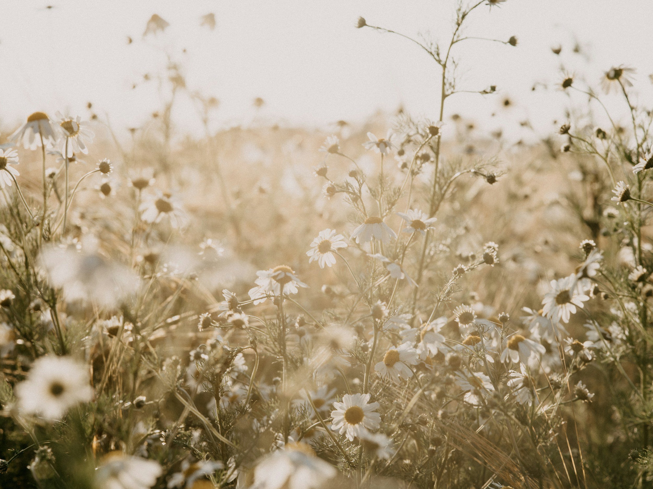 A field of small white daisies and wildflowers in soft sunlight.